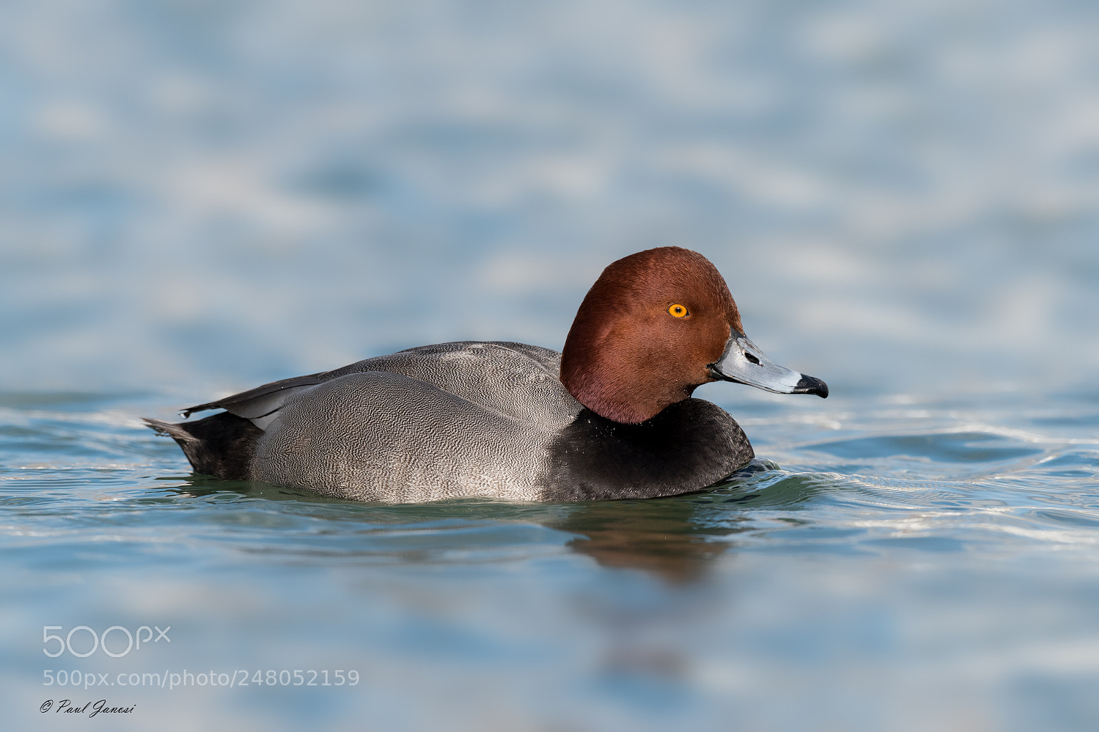 Nikon D850 sample photo. Redhead photography