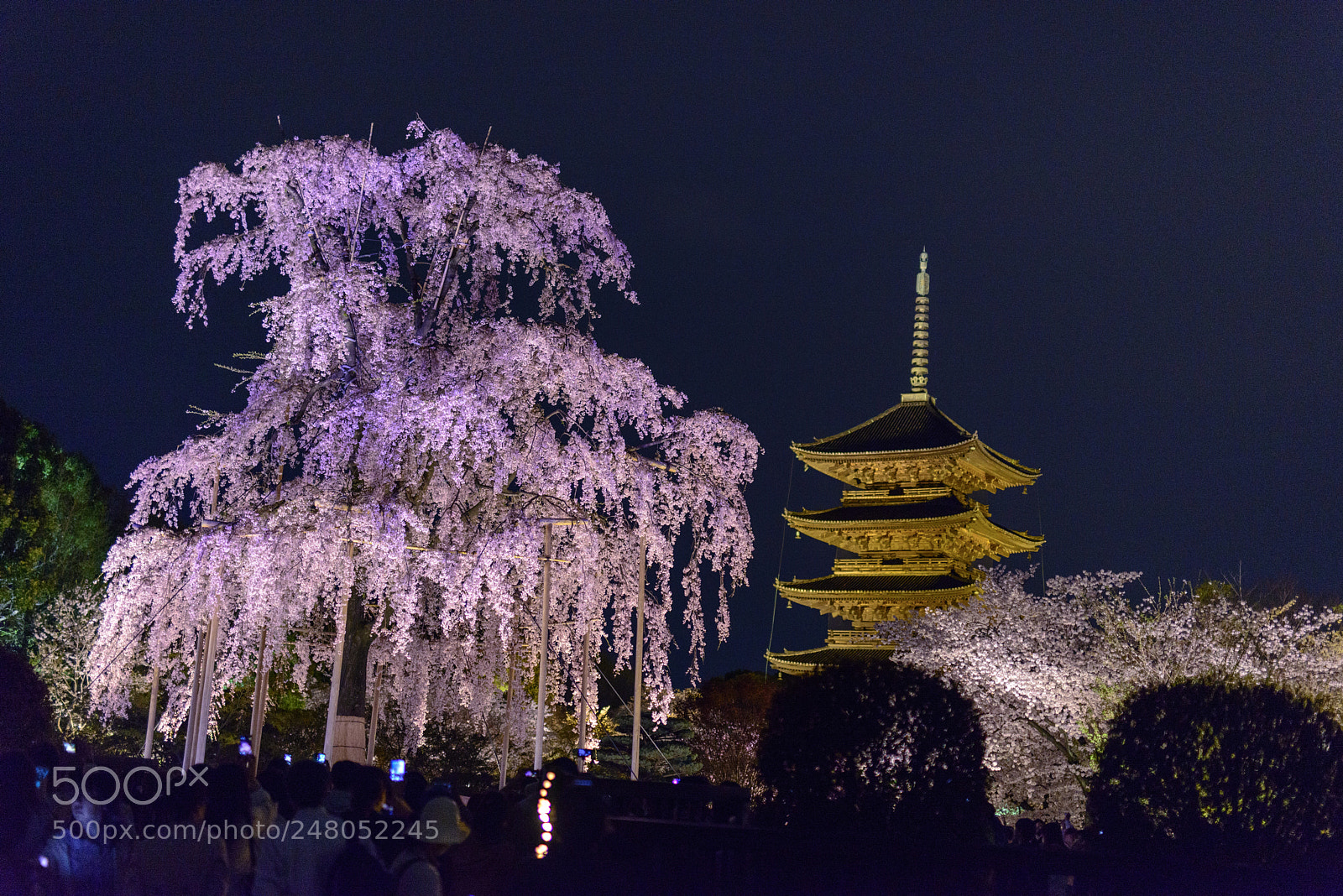 Nikon D800 sample photo. Tō-ji cherry blossom photography