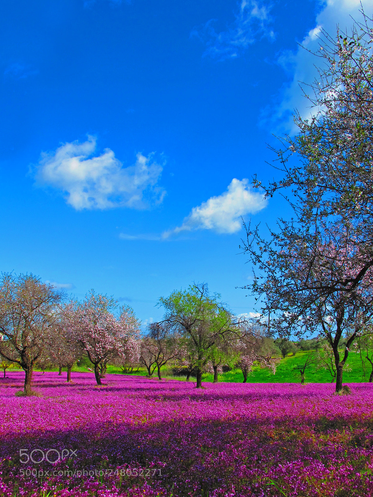 Canon PowerShot G12 sample photo. Cyp klirou purple almonds photography