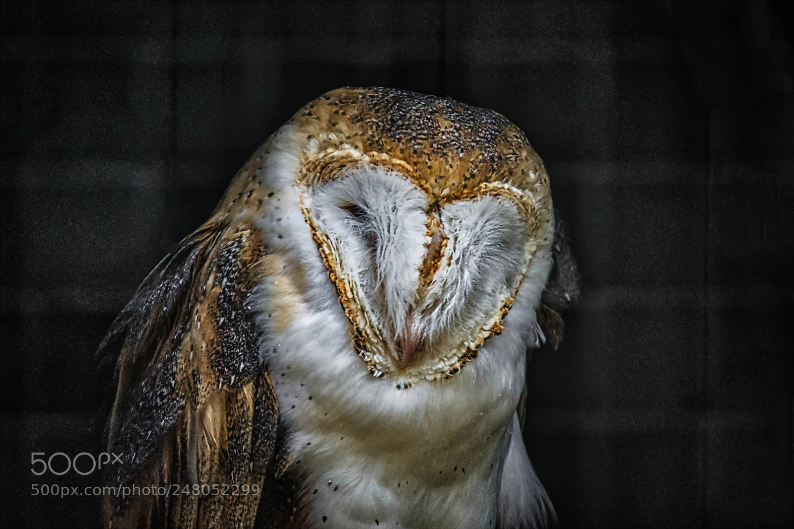 Nikon D7200 sample photo. Barn owl - toronto photography