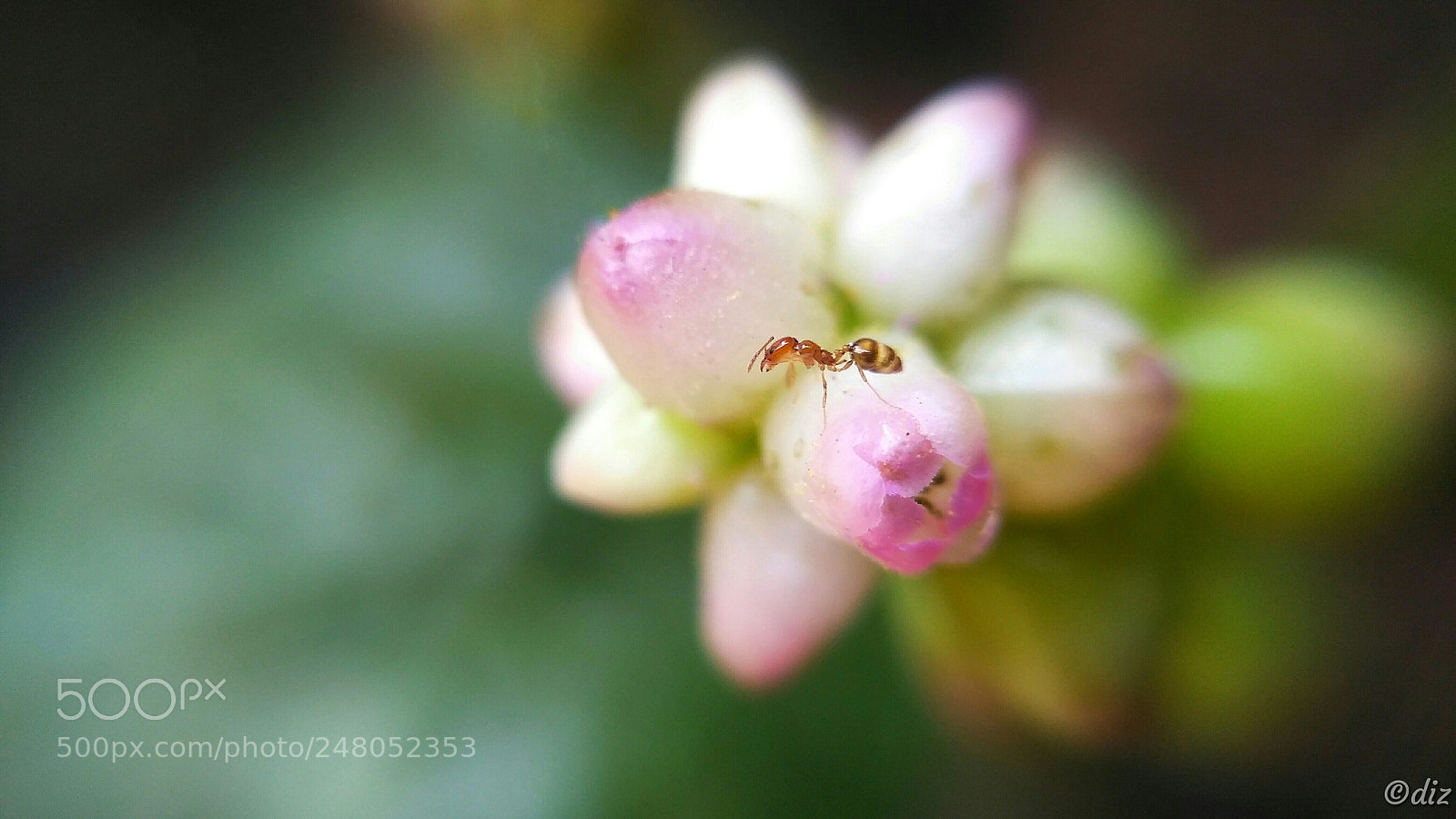 Xiaomi Redmi 3S sample photo. Lazy ant photography