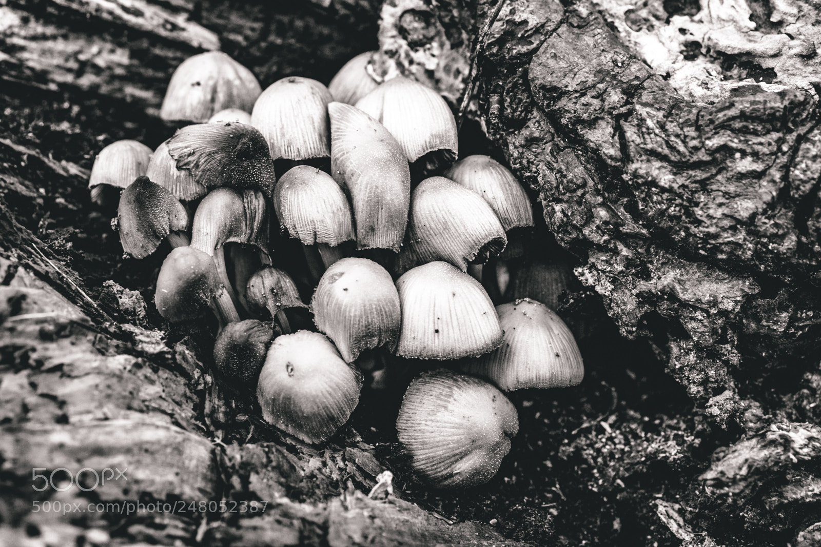 Fujifilm X-T10 sample photo. Nipple mushies photography