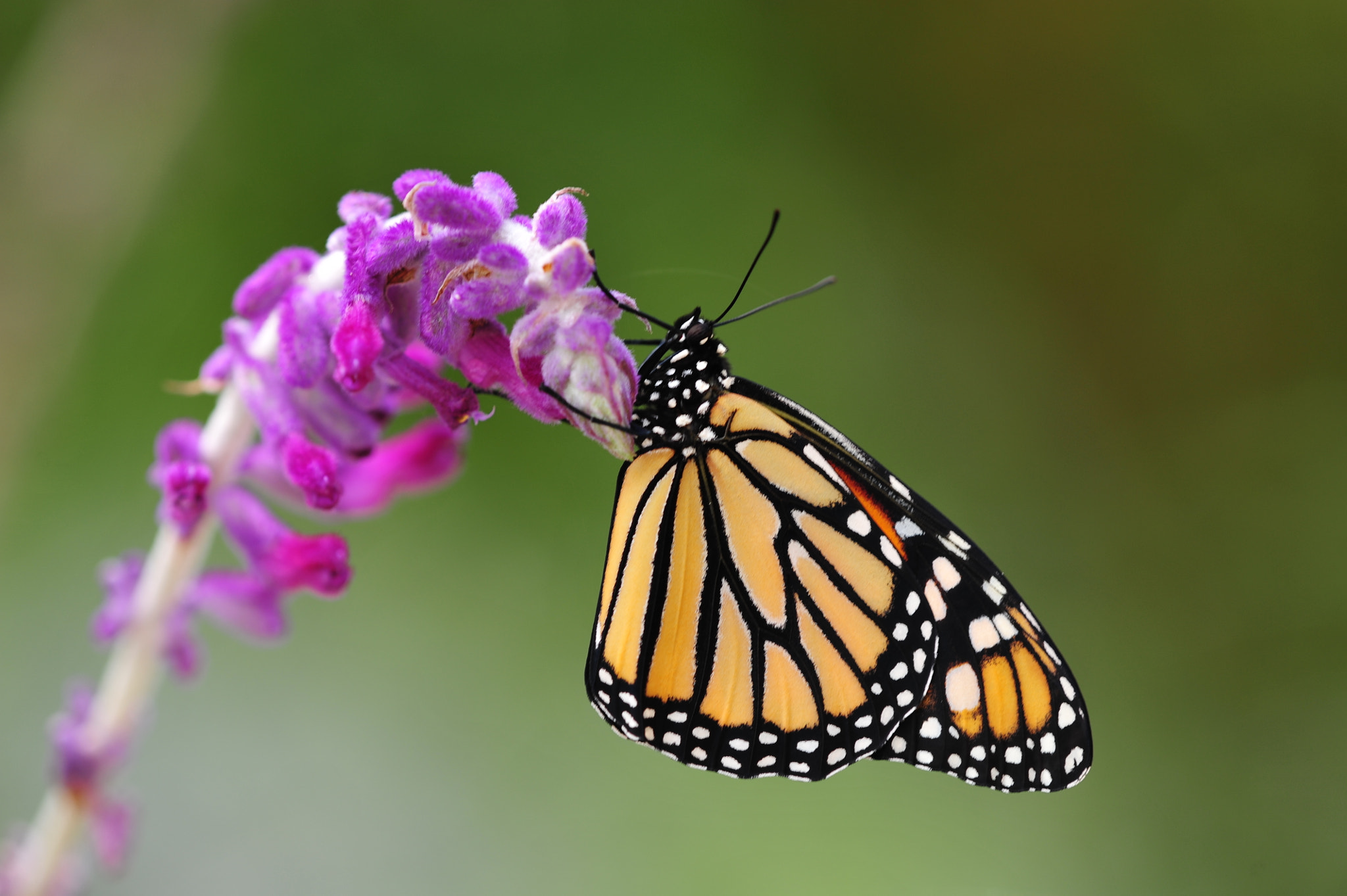 Nikon AF Micro-Nikkor 200mm F4D ED-IF sample photo. Monarch butterfly photography