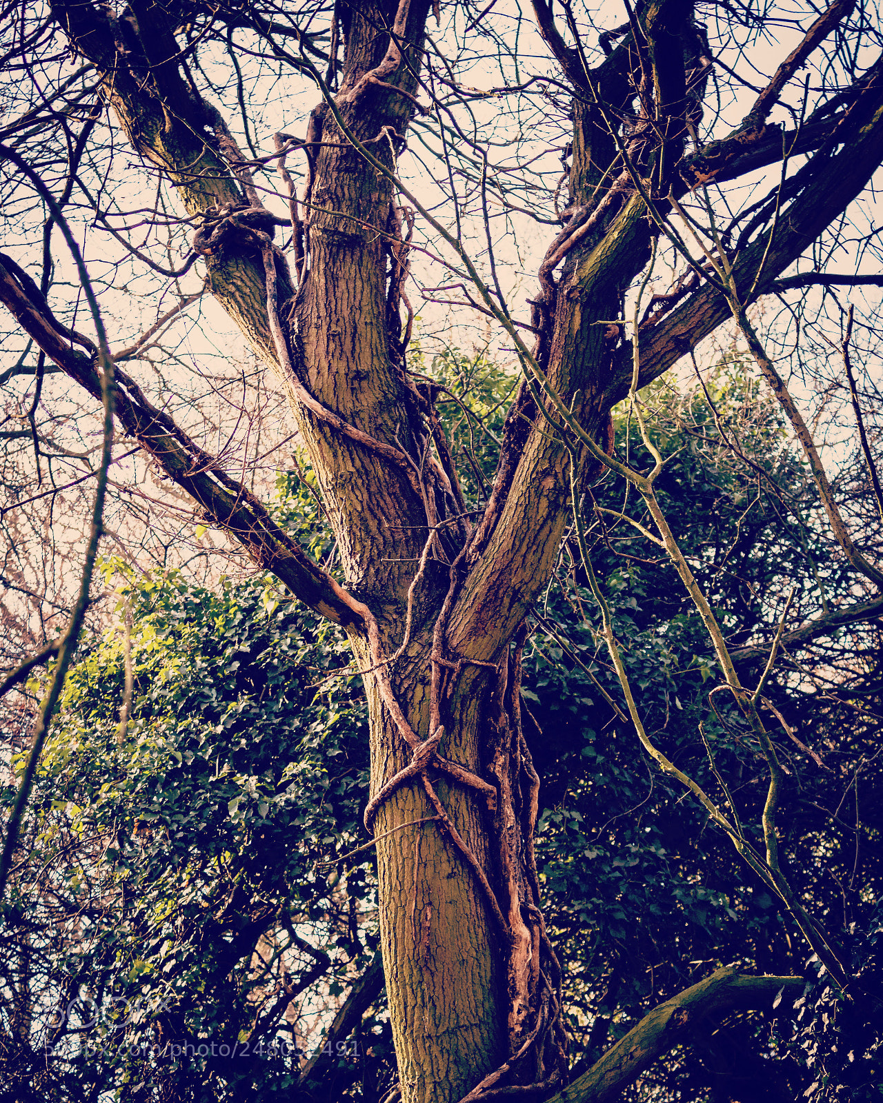 Canon EOS 550D (EOS Rebel T2i / EOS Kiss X4) sample photo. A tree of life photography