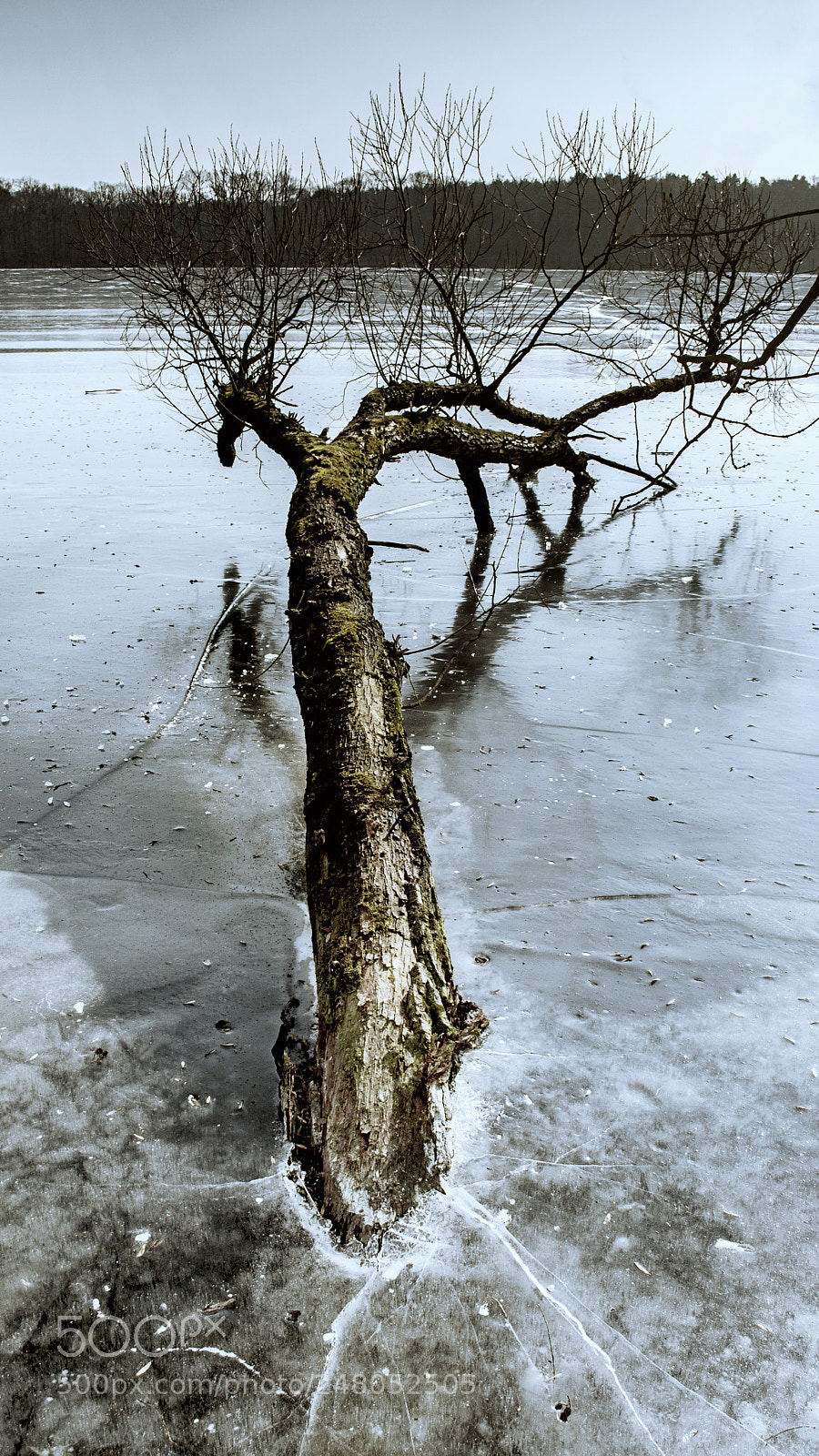 Nikon D3100 sample photo. Frozen tree photography