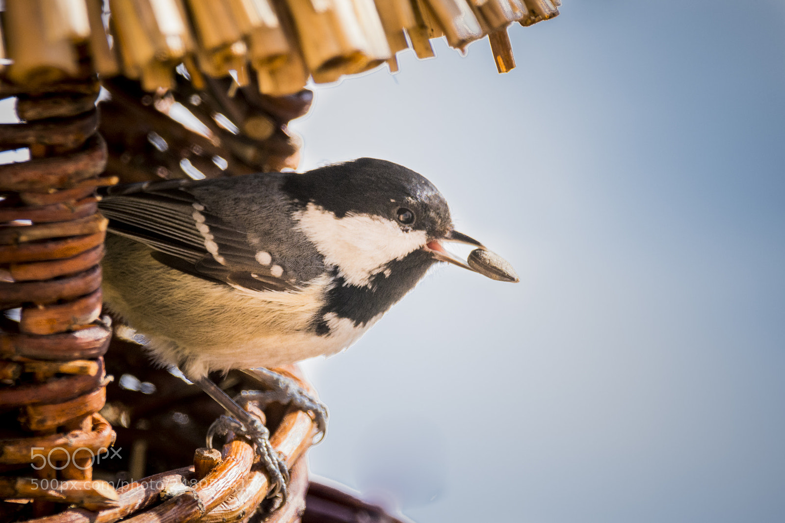 Nikon D7200 sample photo. Fenyvescinege - coal tit photography