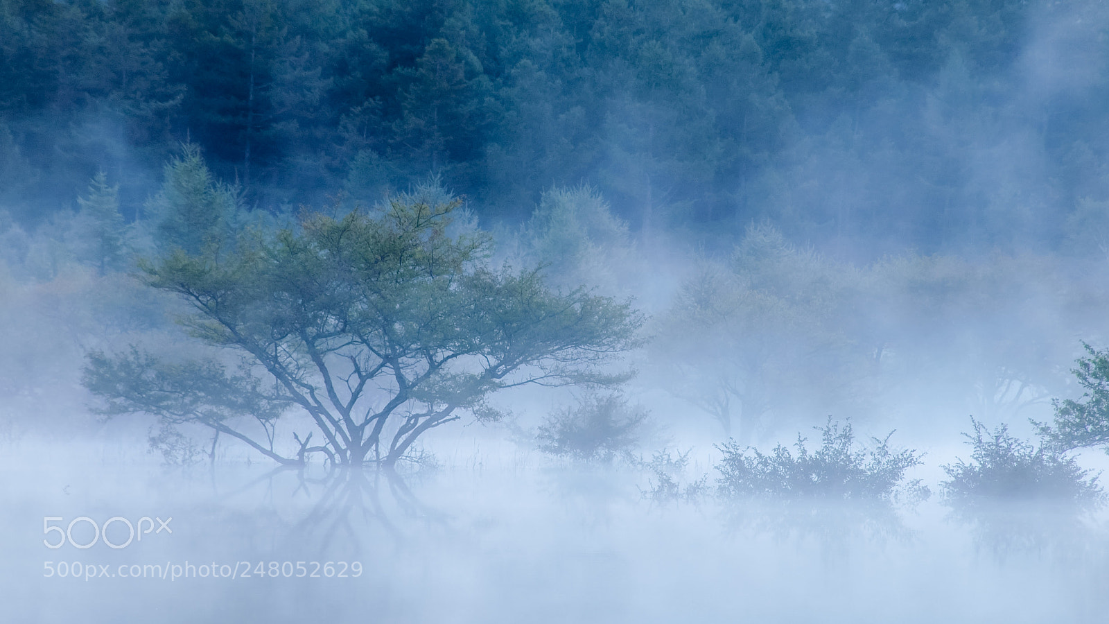 Olympus E-620 (EVOLT E-620) sample photo. Misty forest photography