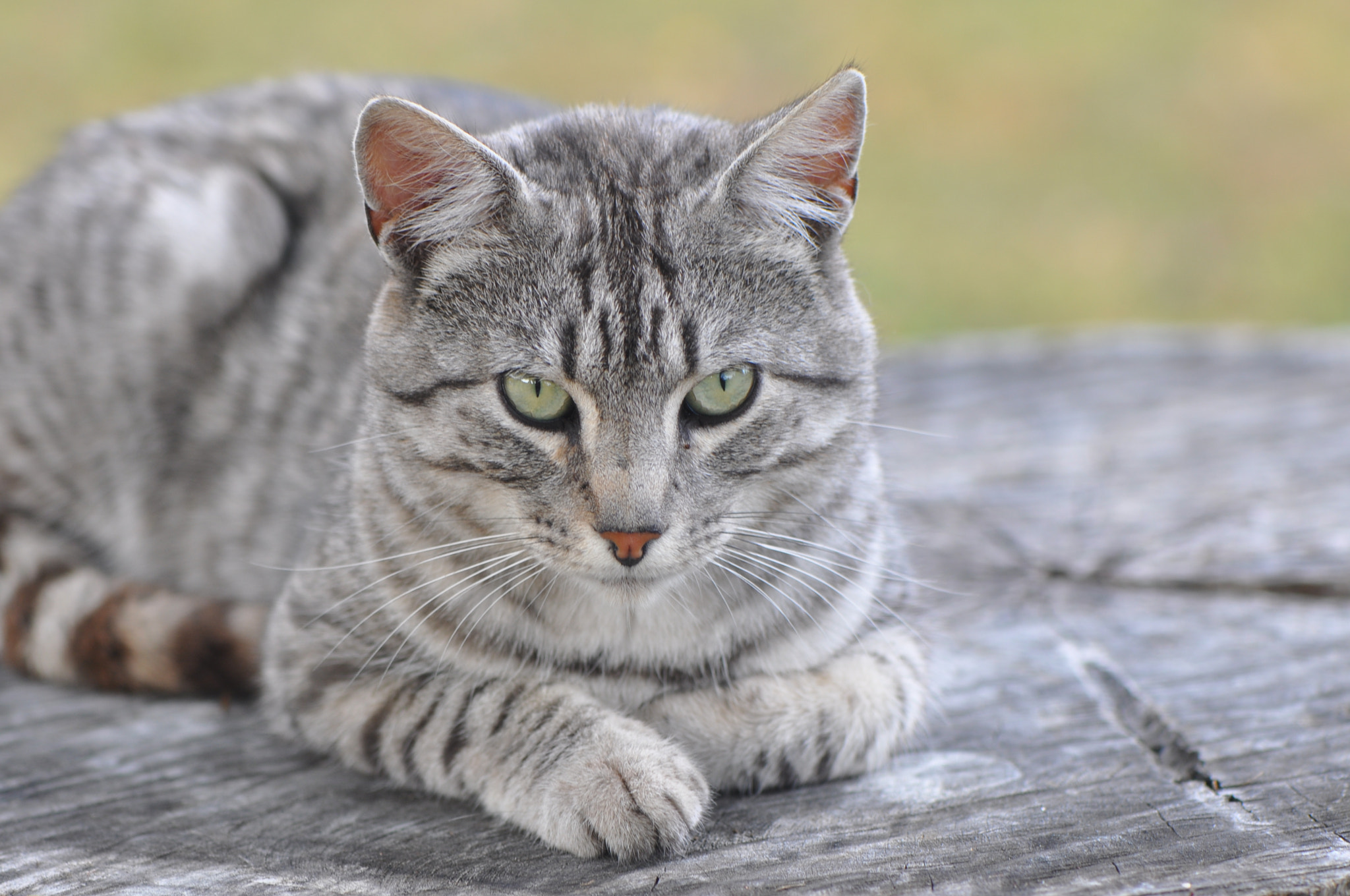 Nikon AF-S Micro-Nikkor 105mm F2.8G IF-ED VR sample photo. Indiferencia photography