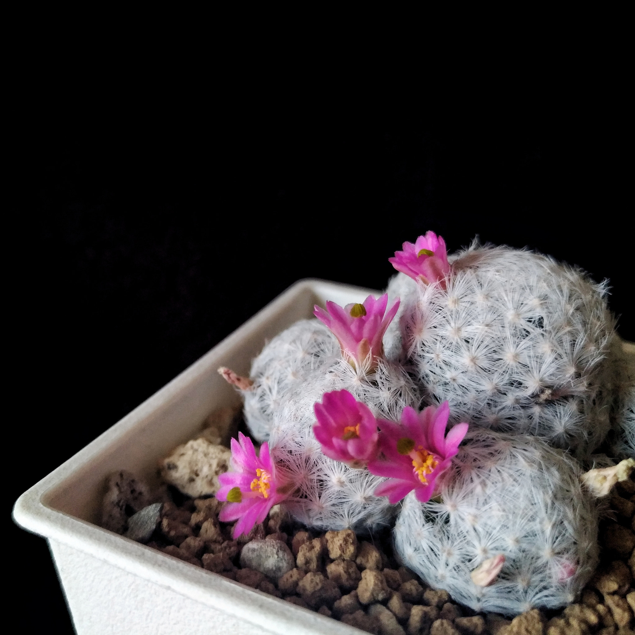 ASUS ZenFone 3 (ZE552KL) sample photo. Cactus photography
