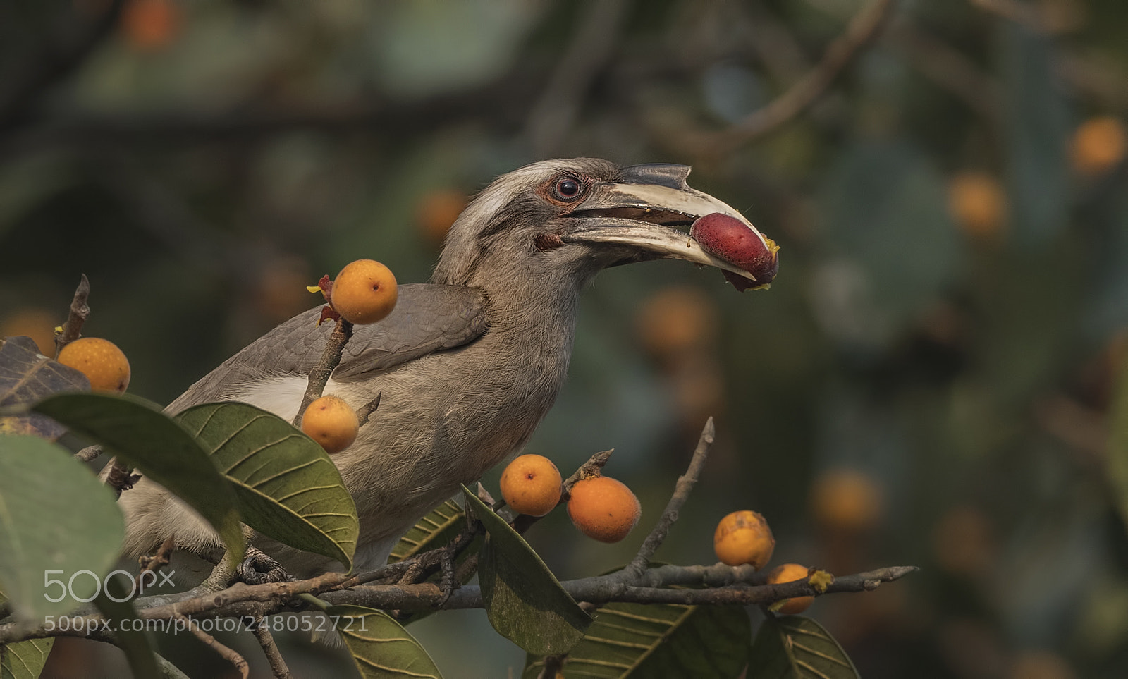 Nikon D500 sample photo. Indian grey hornbill photography