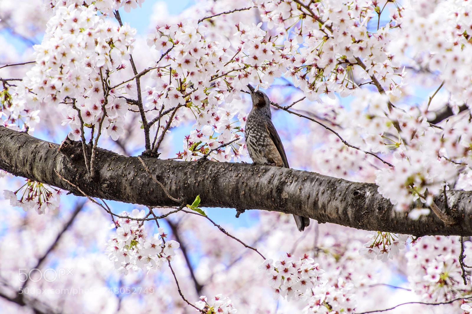 Nikon D800 sample photo. Cherry blossom photography