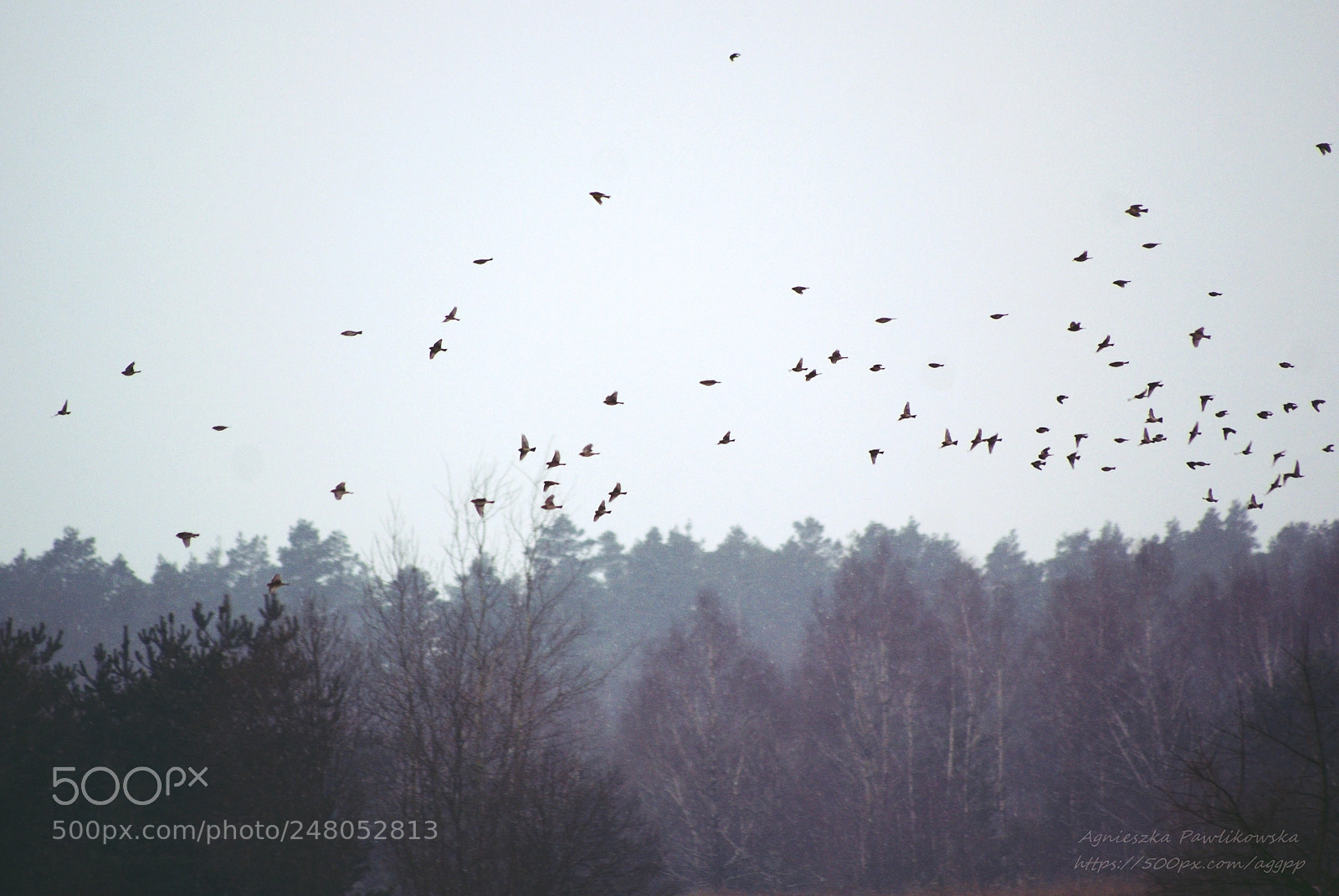 Sony Alpha DSLR-A300 sample photo. Freedom photography