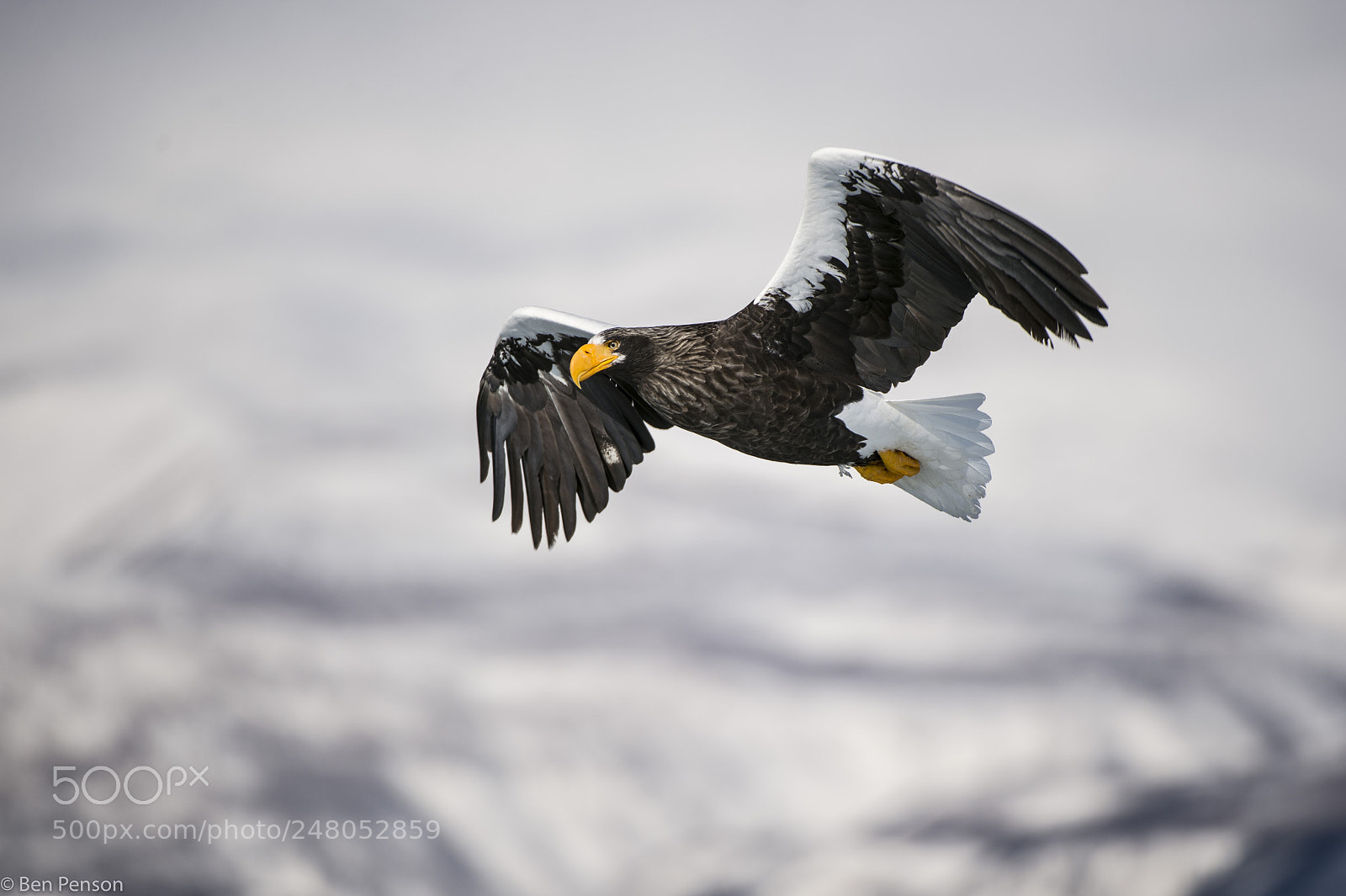 Nikon D4 sample photo. Soaring photography