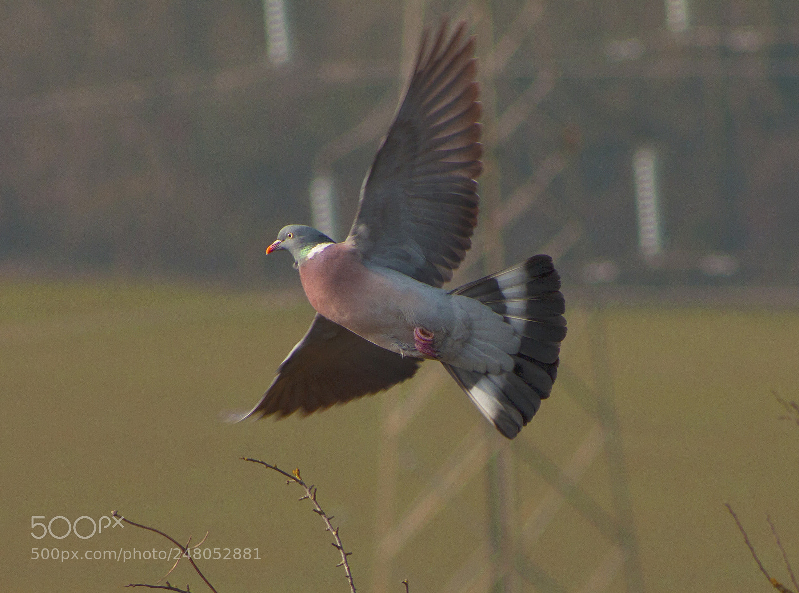 Canon EOS 60D sample photo. Pigeon photography