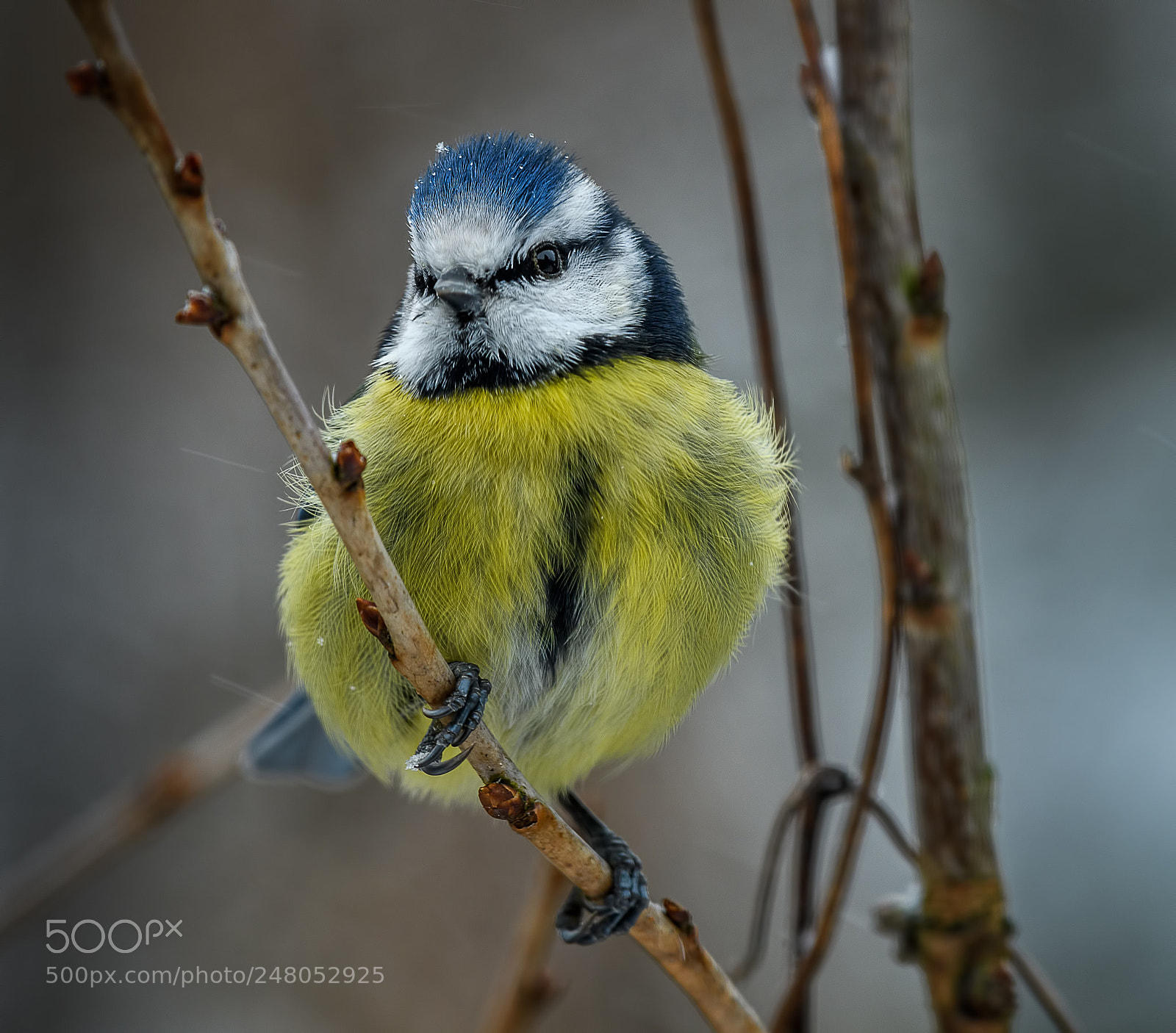 Nikon D500 sample photo. Blue tit in the photography