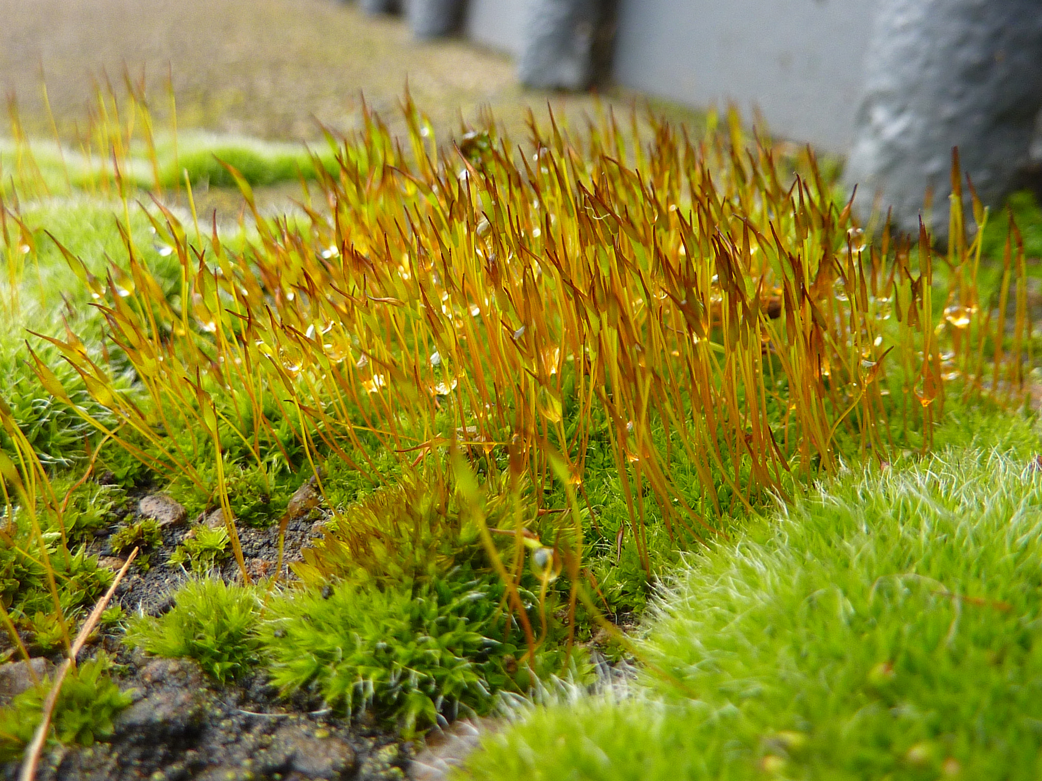 Panasonic Lumix DMC-ZS1 (Lumix DMC-TZ6) sample photo. Moss forest photography