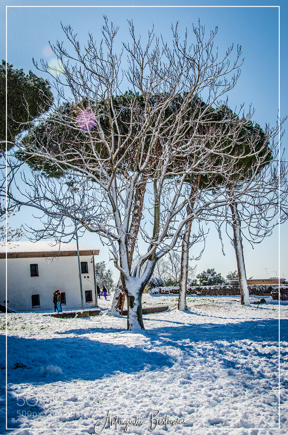 Nikon D7000 sample photo. Winter tree photography
