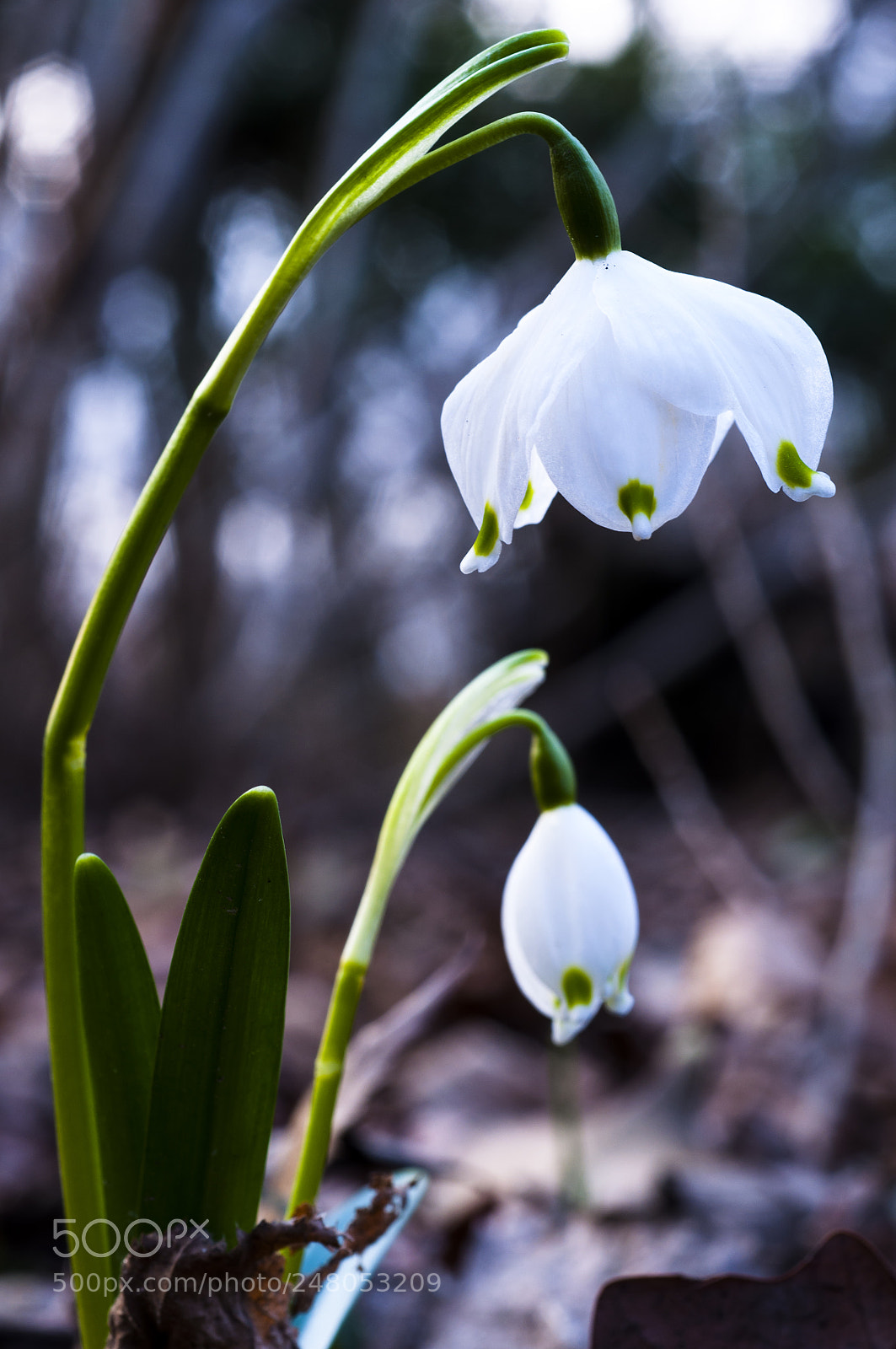 Nikon D90 sample photo. Winter's end photography