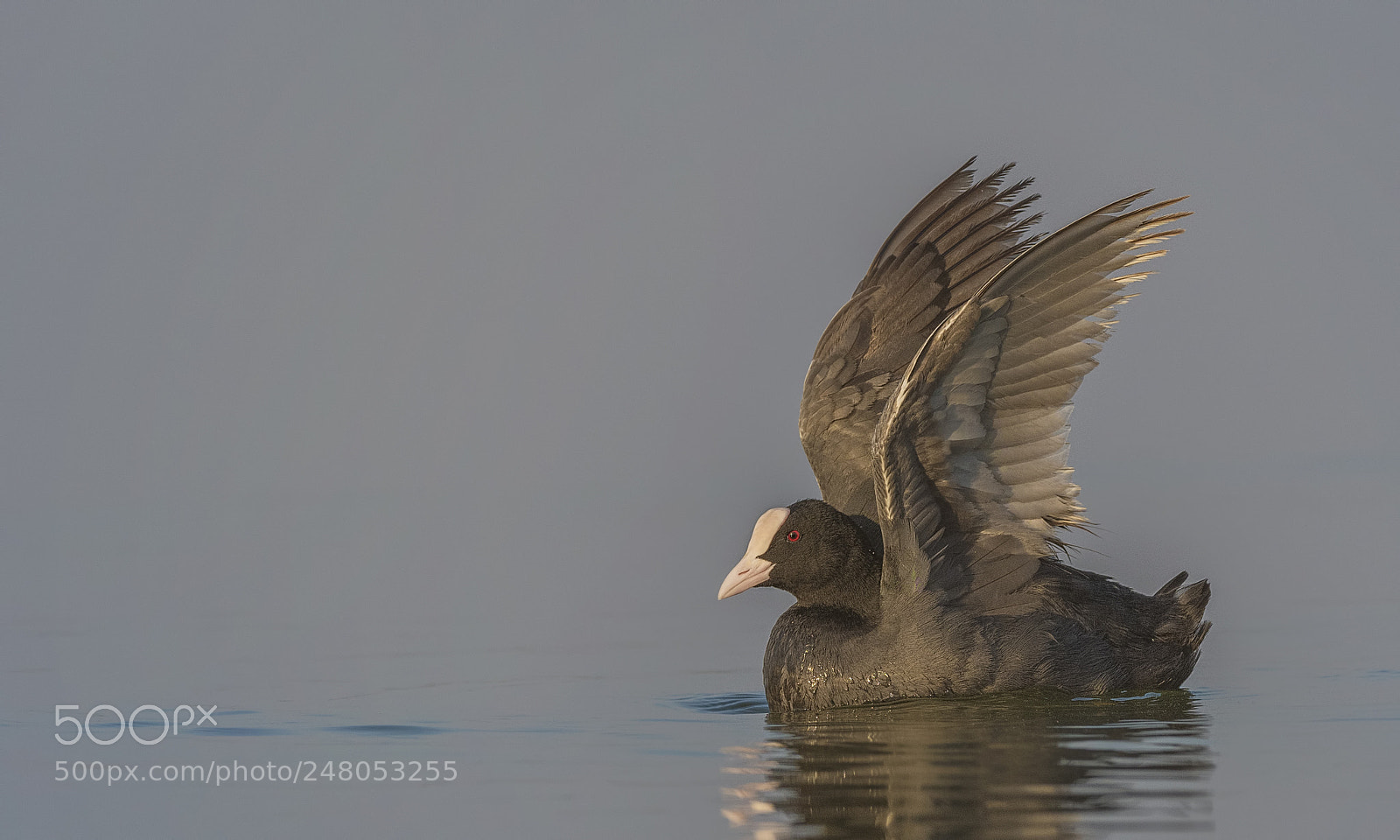 Nikon D500 sample photo. Eurasian coot photography