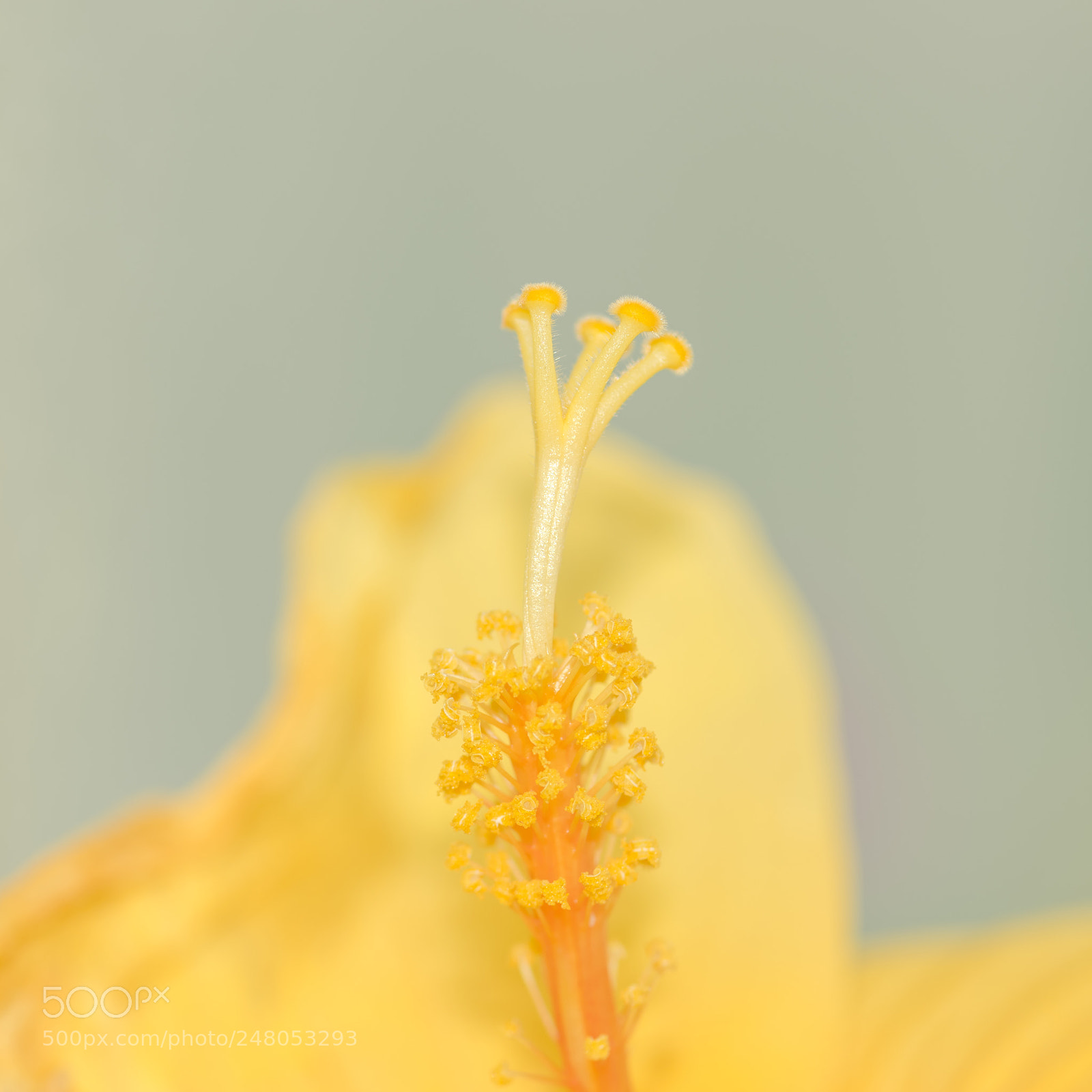 Nikon D5500 sample photo. Close up carpel flower photography