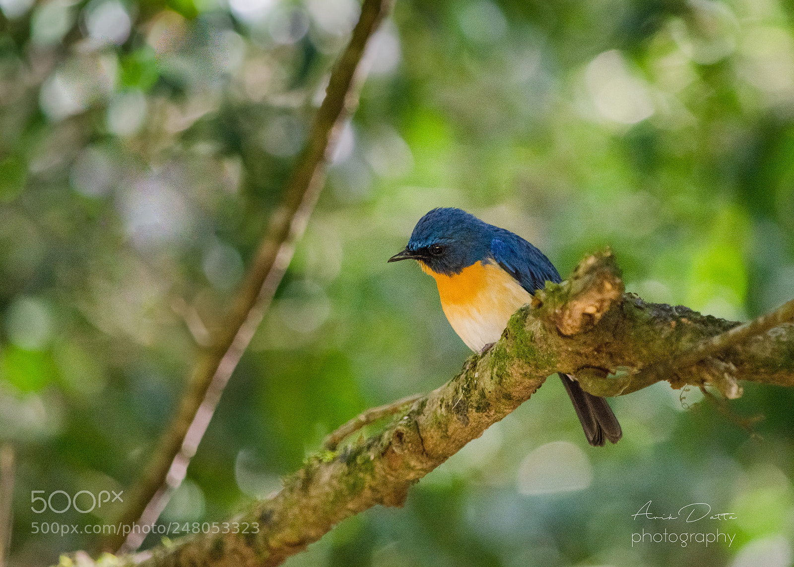 Nikon D5100 sample photo. Tickell's blue flycatcher photography