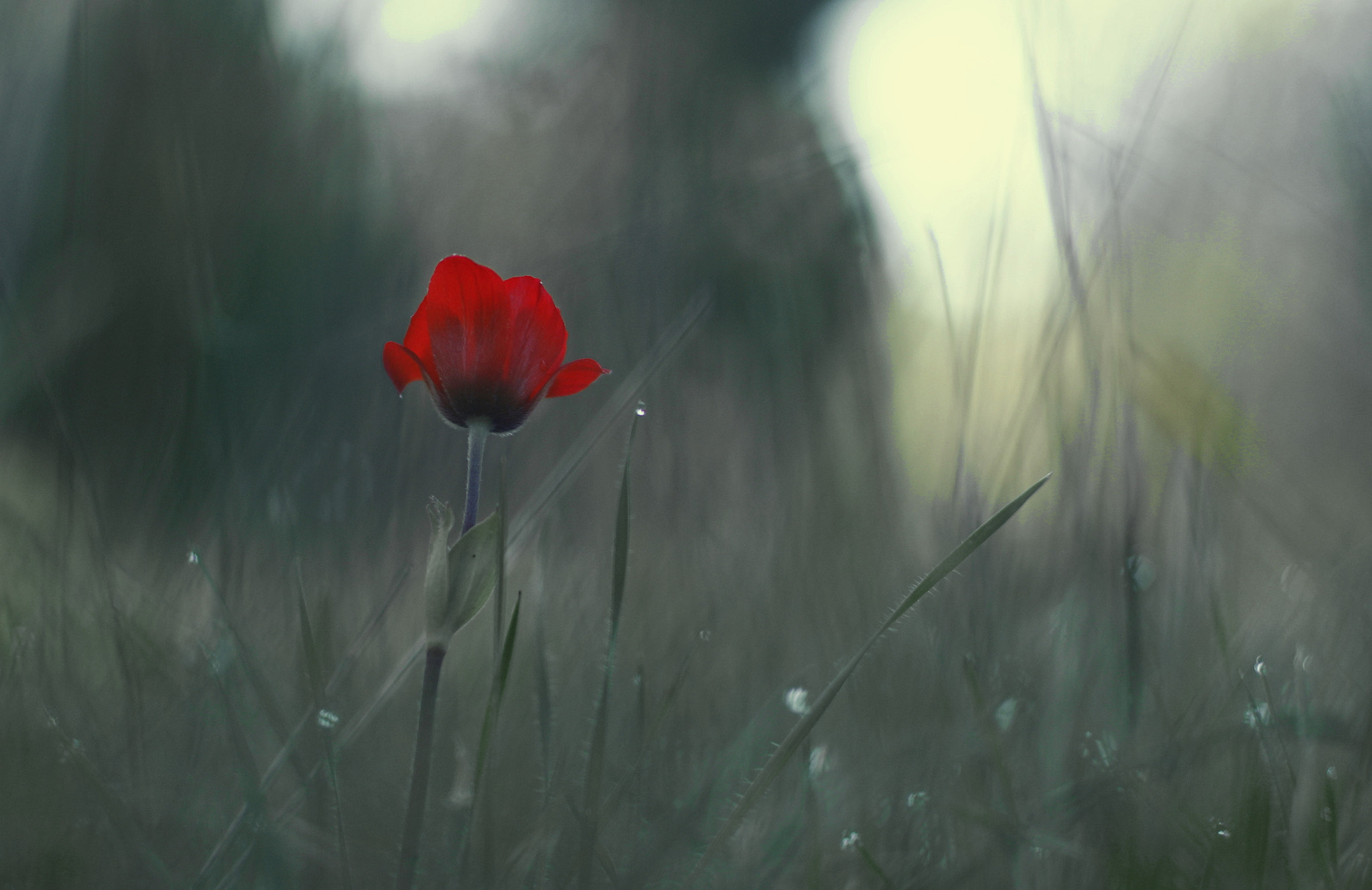 Canon EOS 60D + Canon EF 50mm F1.4 USM sample photo. Dream... photography