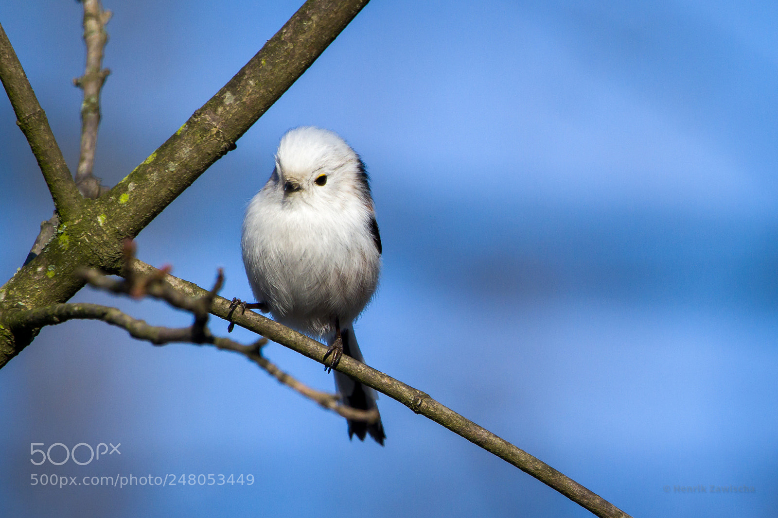 Canon EOS 7D sample photo. Long-tailed tit photography