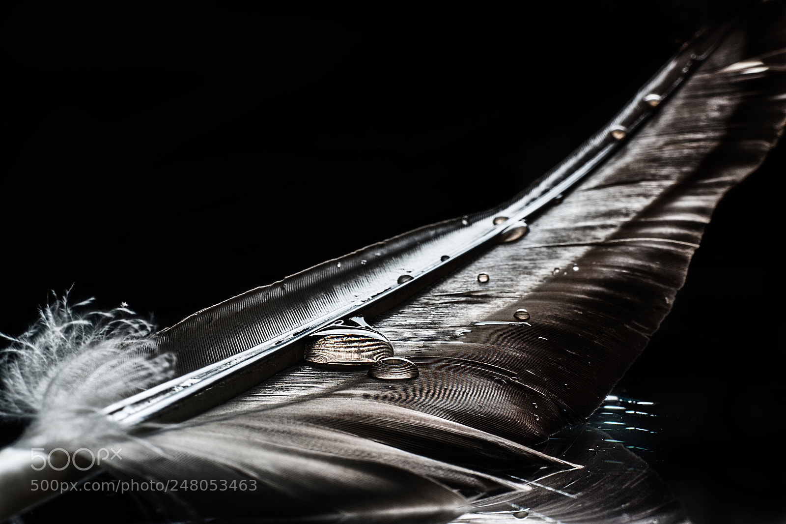 Canon EOS M sample photo. Feather with drops photography