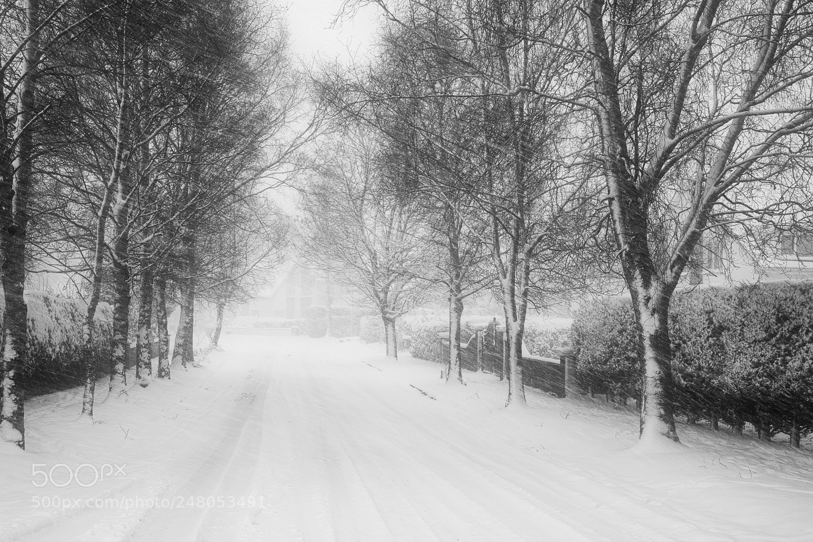 Nikon D810 sample photo. Snow storm photography