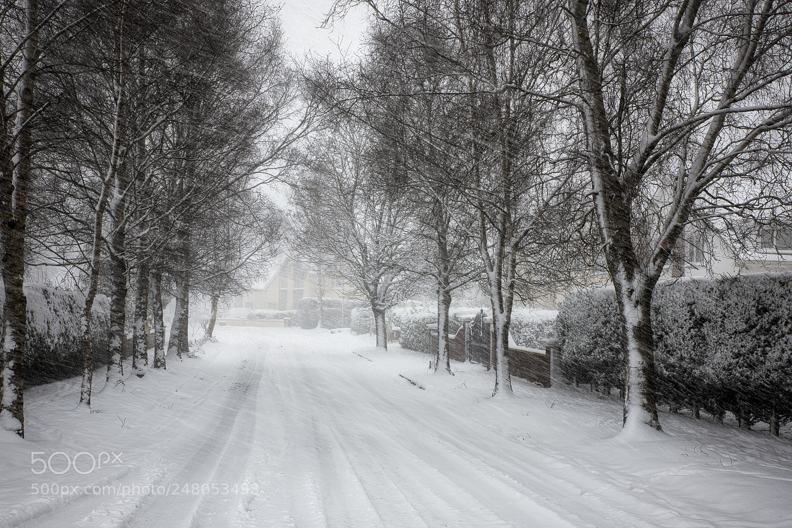 Nikon D810 sample photo. Snow storm photography