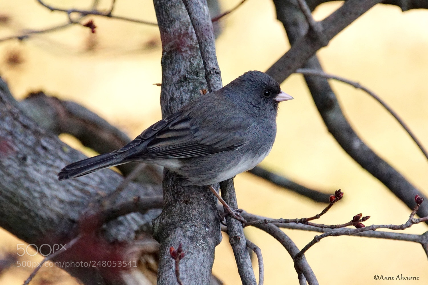 Sony ILCA-77M2 sample photo. Dark-eyed junco photography