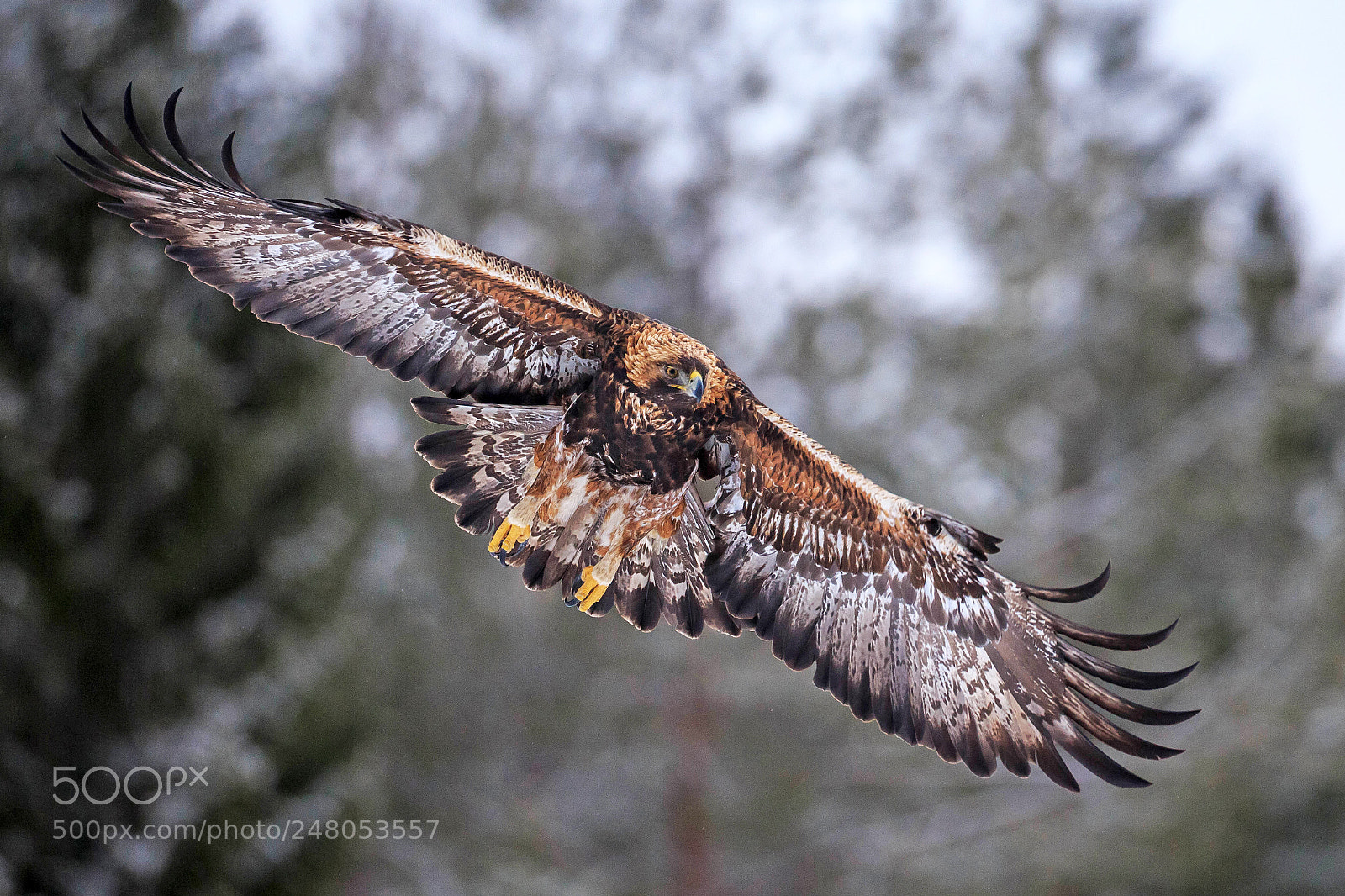 Canon EOS-1D X sample photo. Golden eagle iii photography