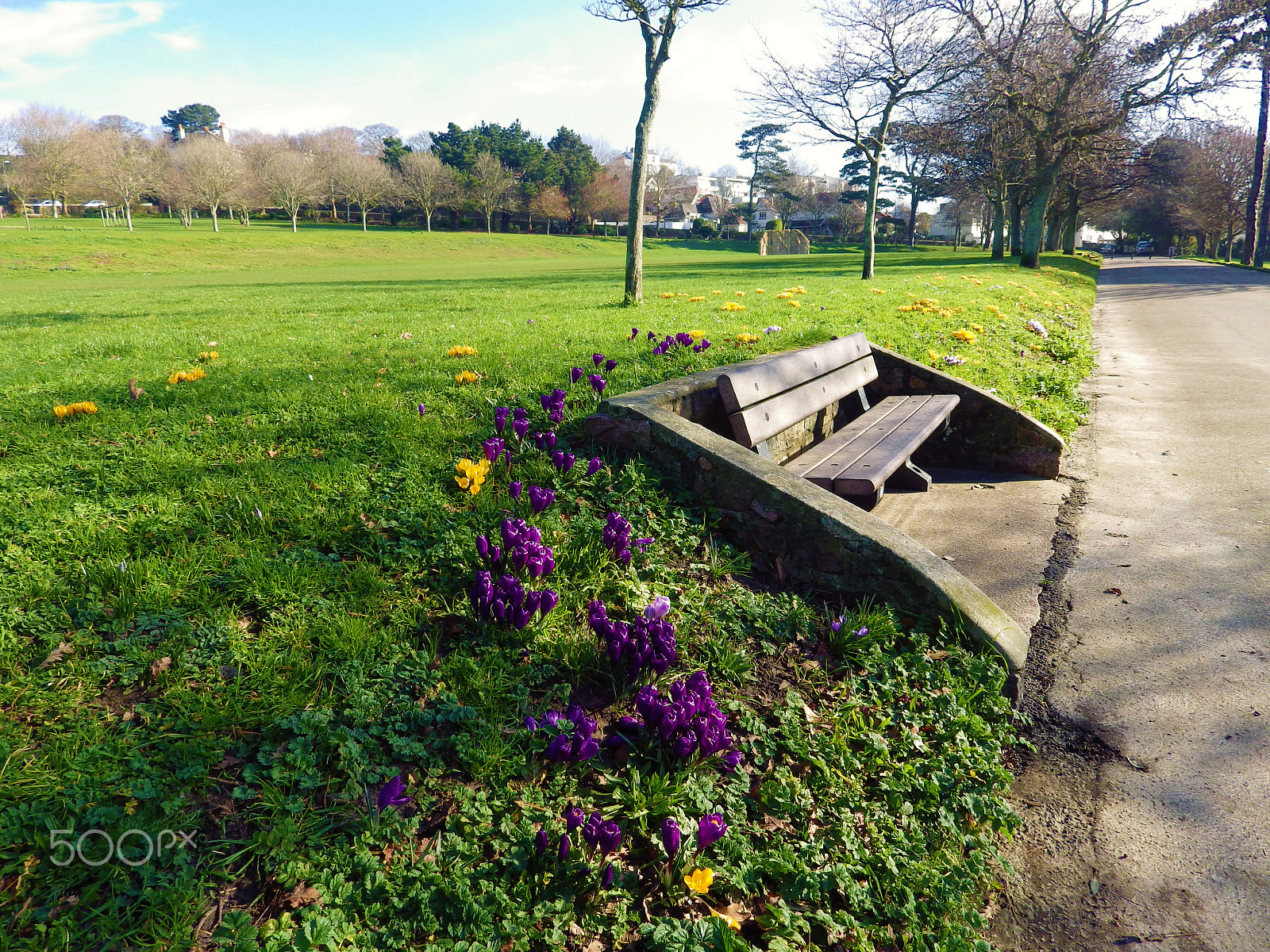 Pentax X-5 sample photo. Crocus bank in the park photography