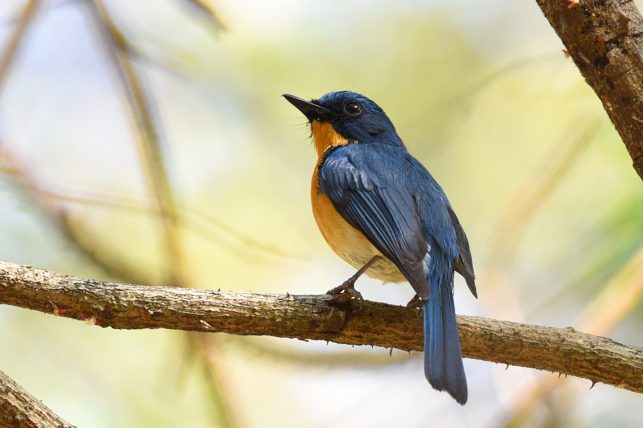 Nikon D810 sample photo. Tickells blue flycatcher photography