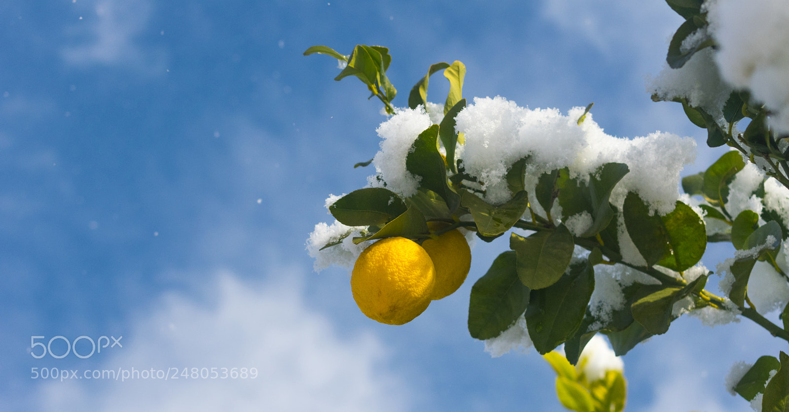 Nikon D3400 sample photo. Fresh lemons photography