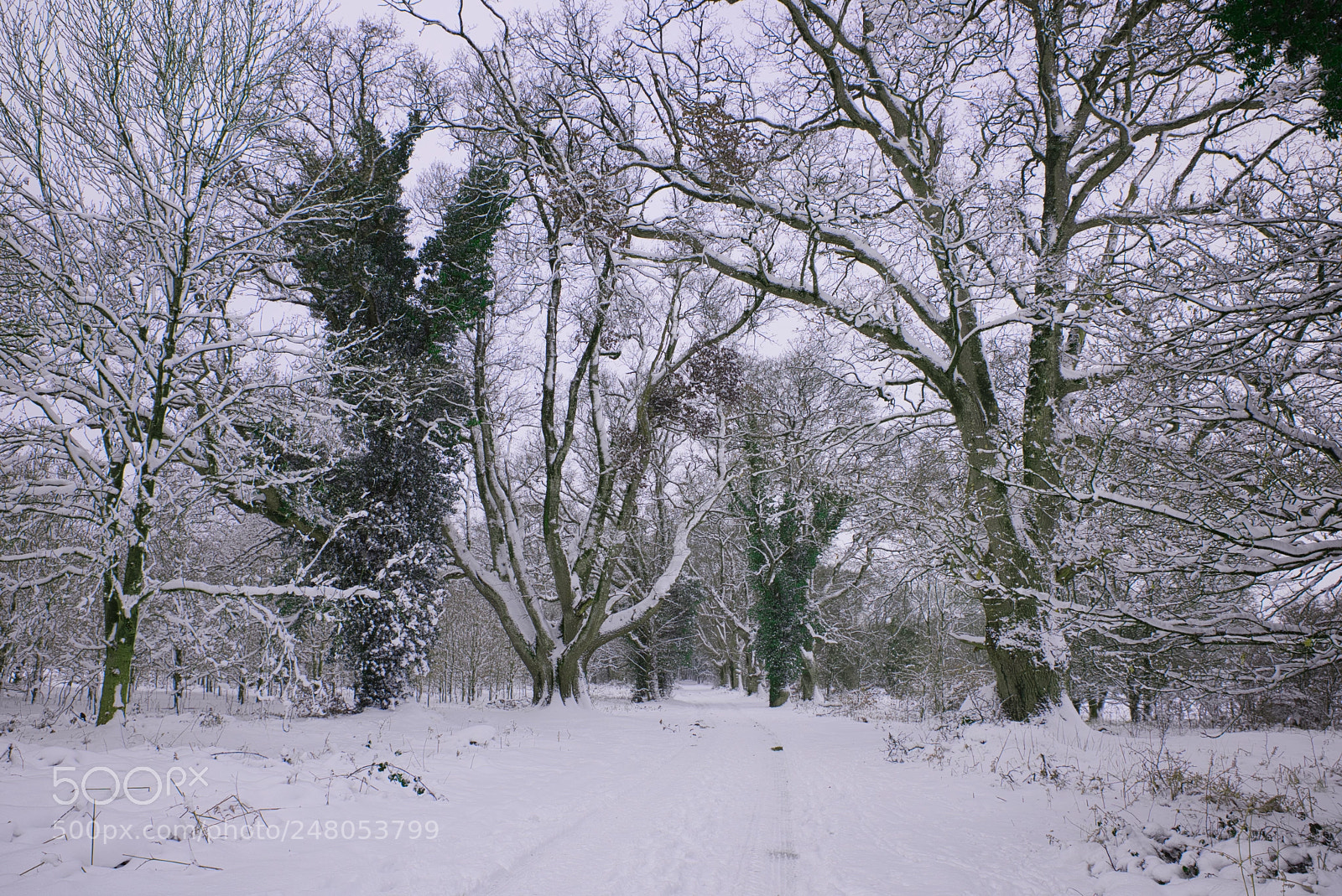 Nikon D810 sample photo. Snow storm photography