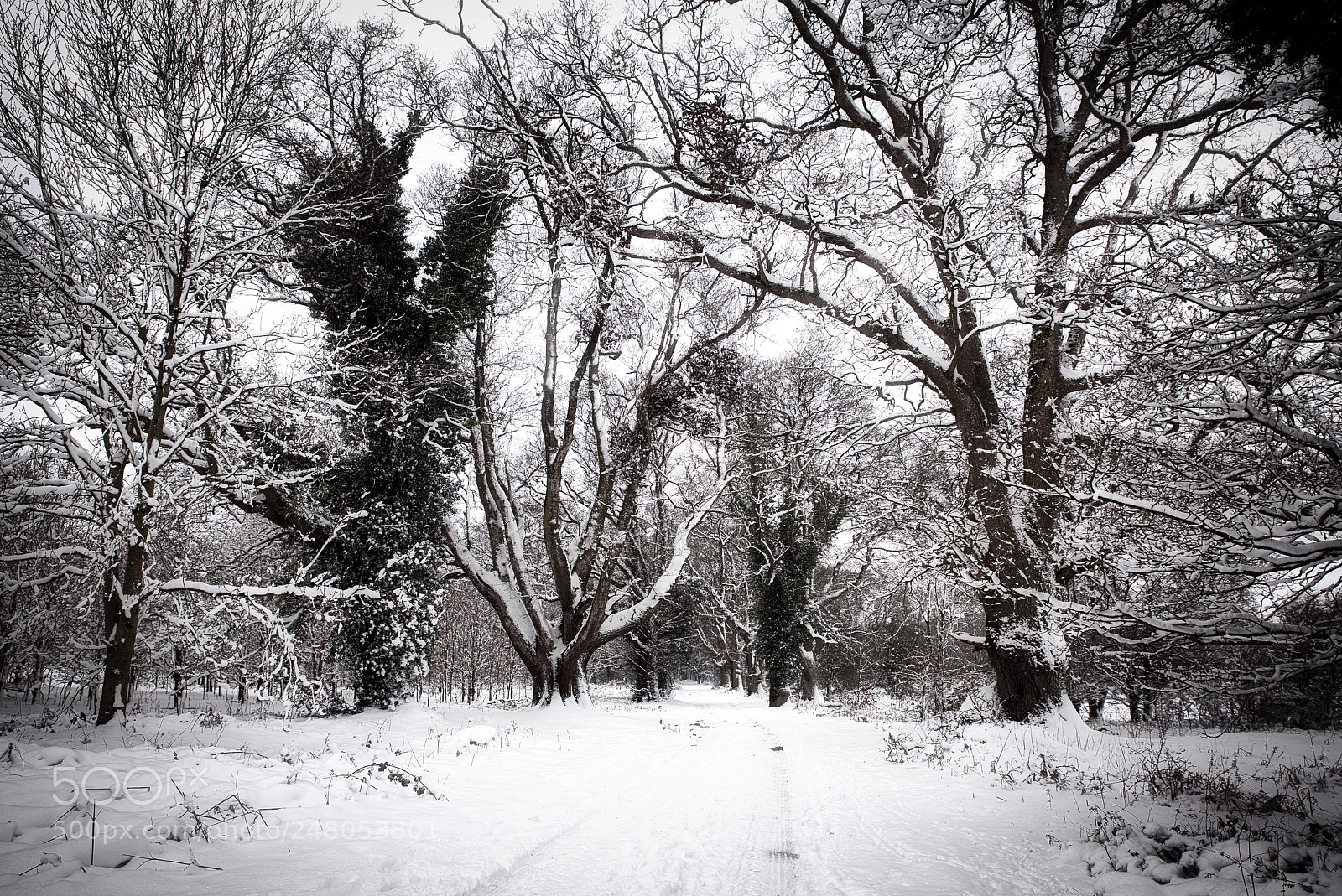 Nikon D810 sample photo. Snow storm photography