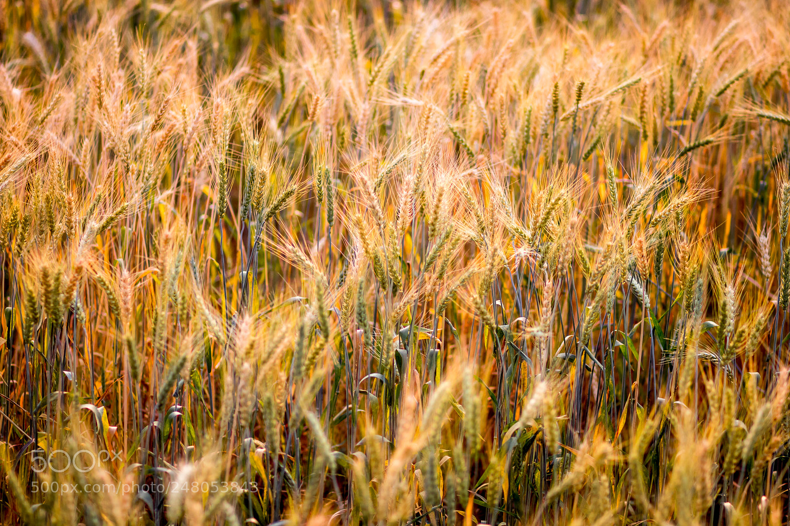 Canon EOS 80D sample photo. Barley photography