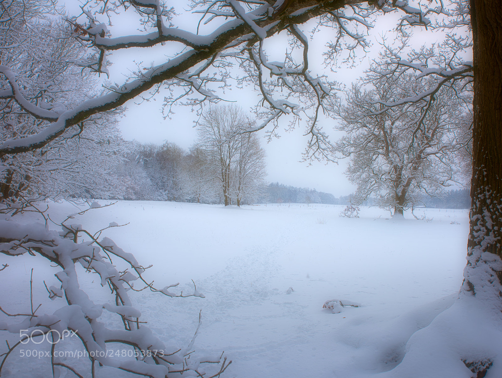 Nikon D810 sample photo. Snow storm photography