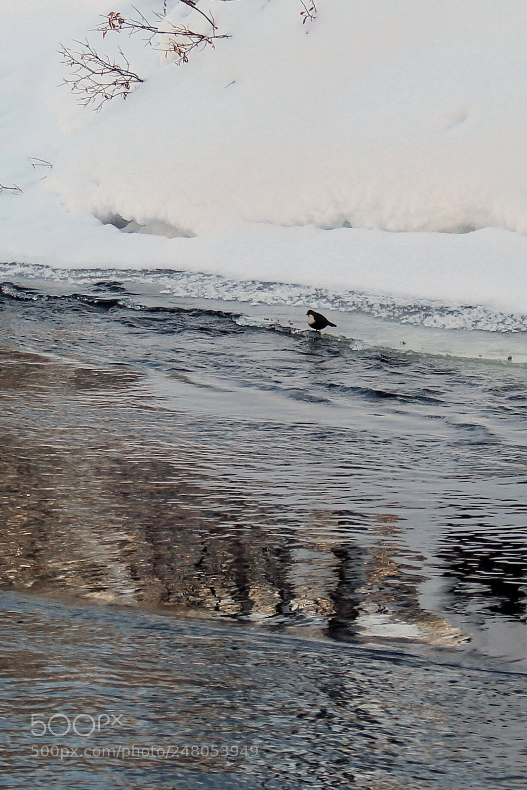 Canon EOS 700D (EOS Rebel T5i / EOS Kiss X7i) sample photo. The diver bird dipper photography