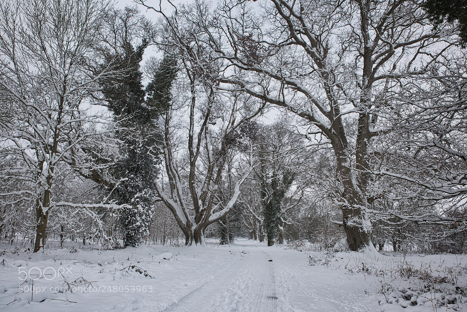 Nikon D810 sample photo. Snow storm photography