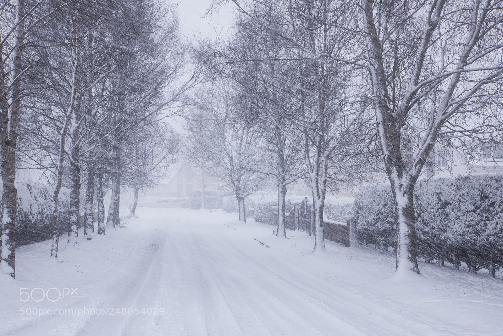 Nikon D810 sample photo. Snow storm photography
