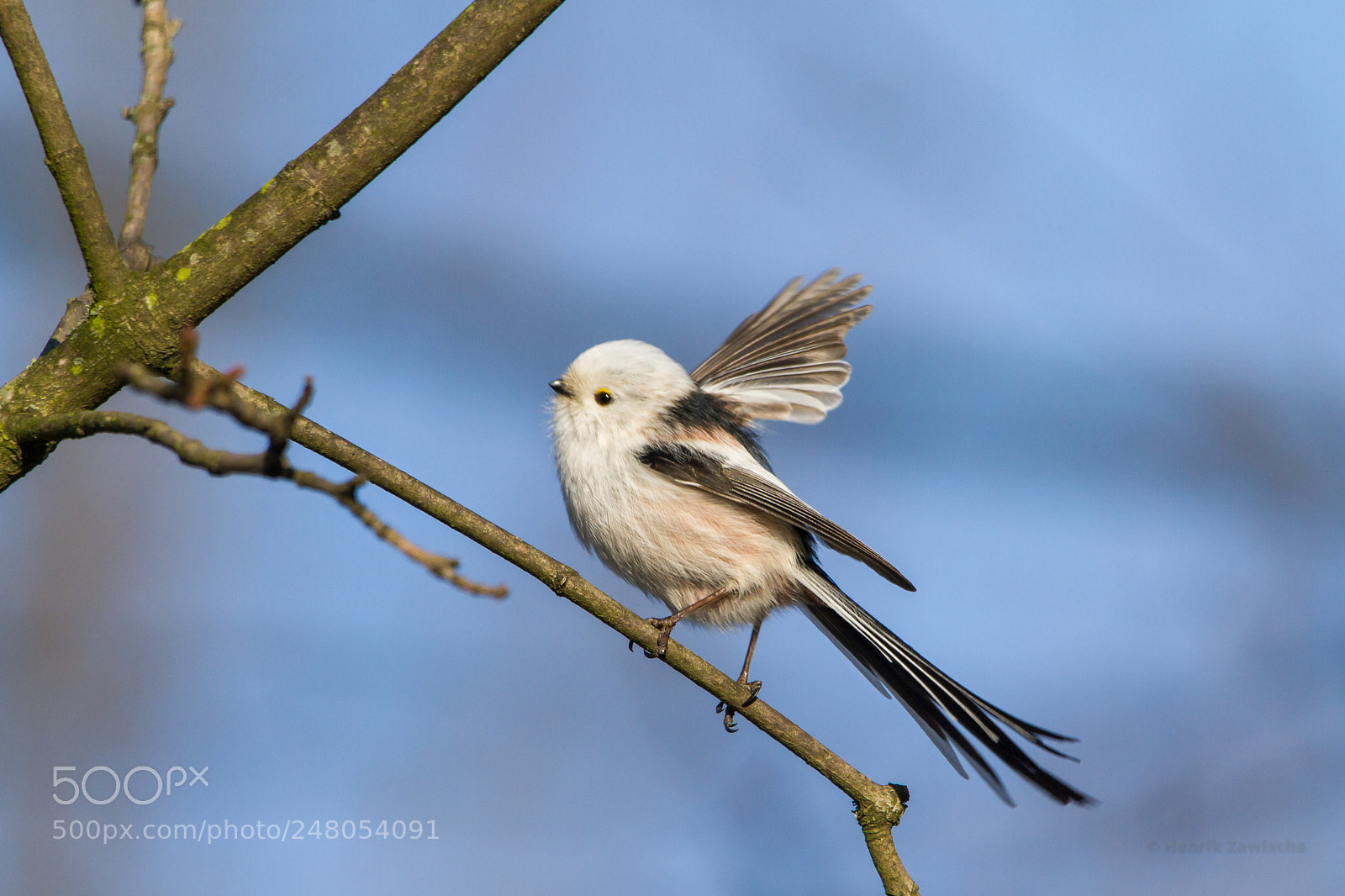 Canon EOS 7D sample photo. Long-tailed tit photography