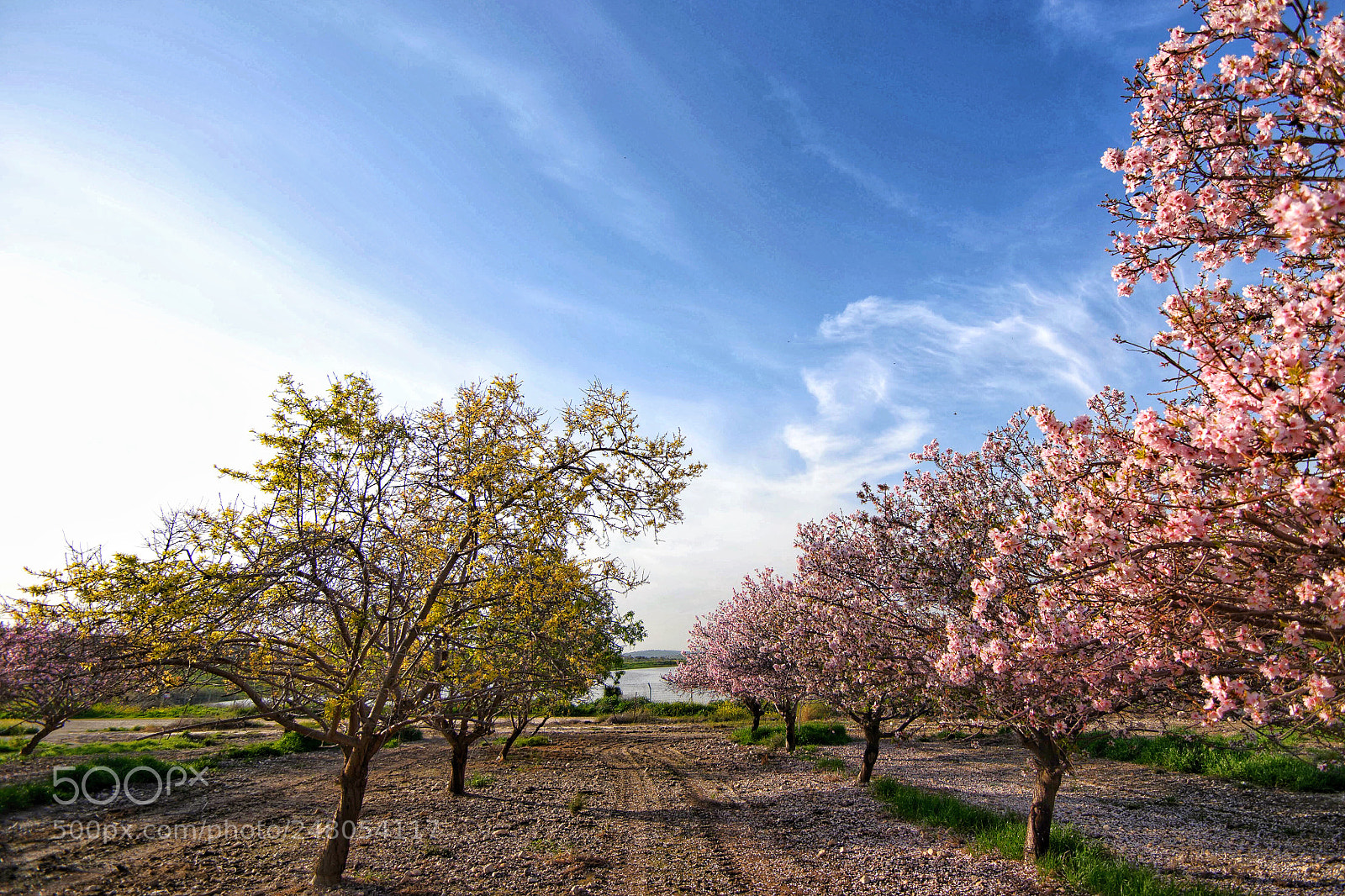 Nikon D7200 sample photo. Almond trees photography