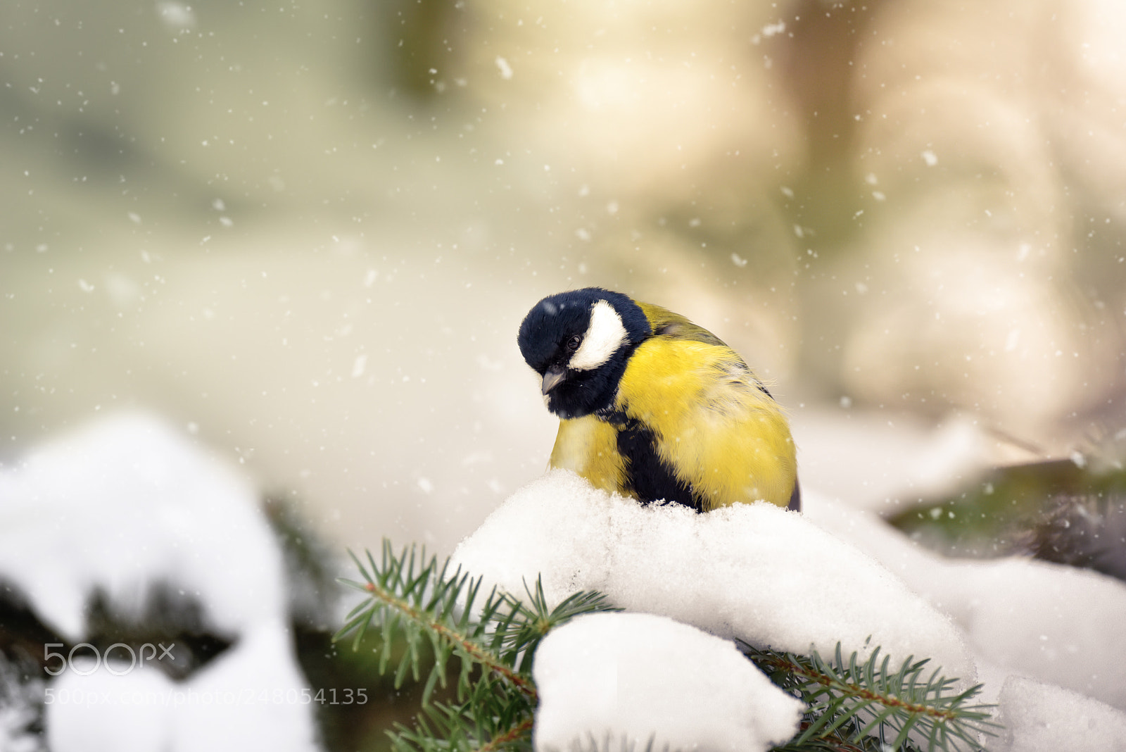 Nikon D810 sample photo. Snow photography