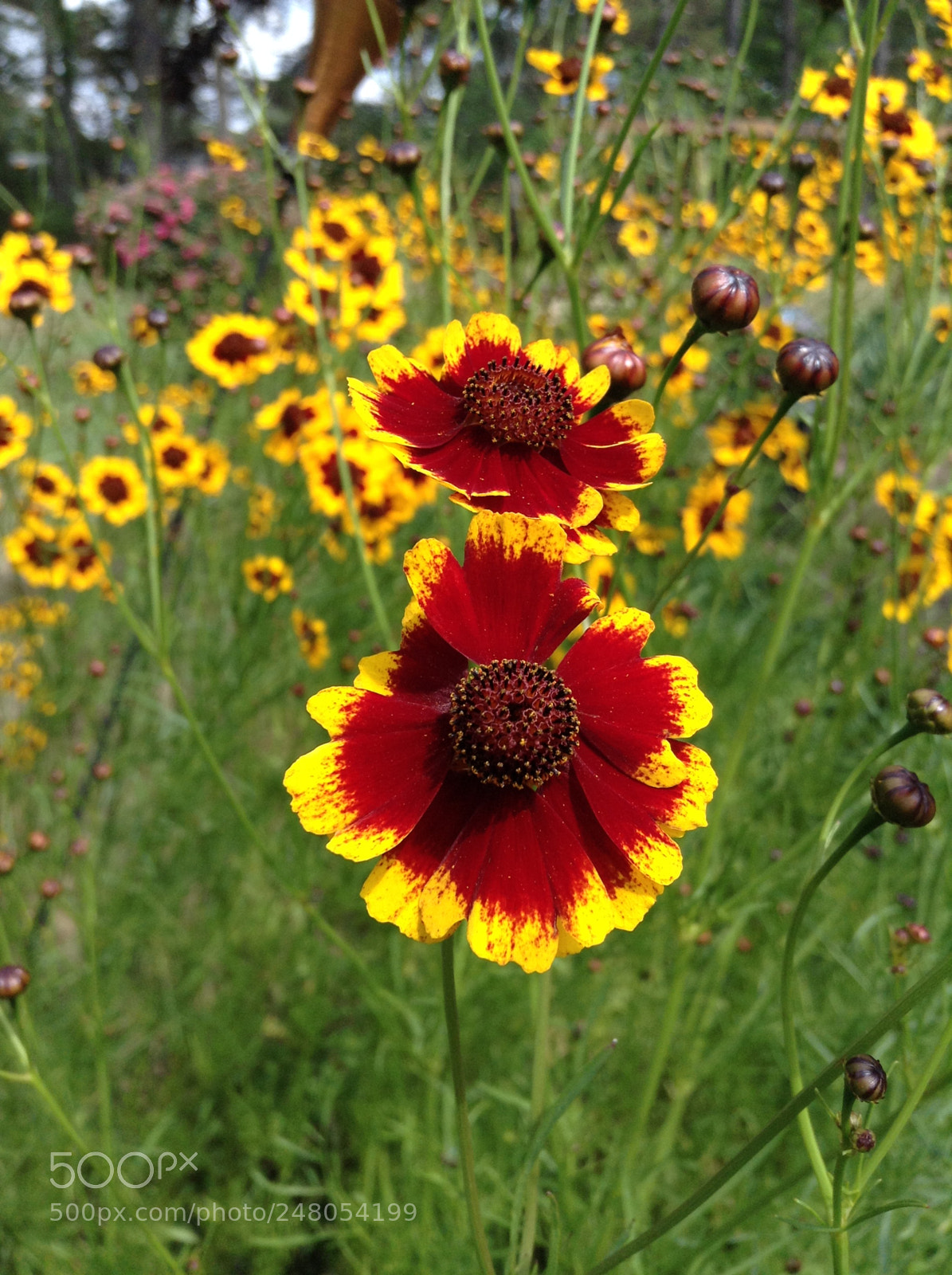 Apple iPod touch sample photo. Once upon a summer photography