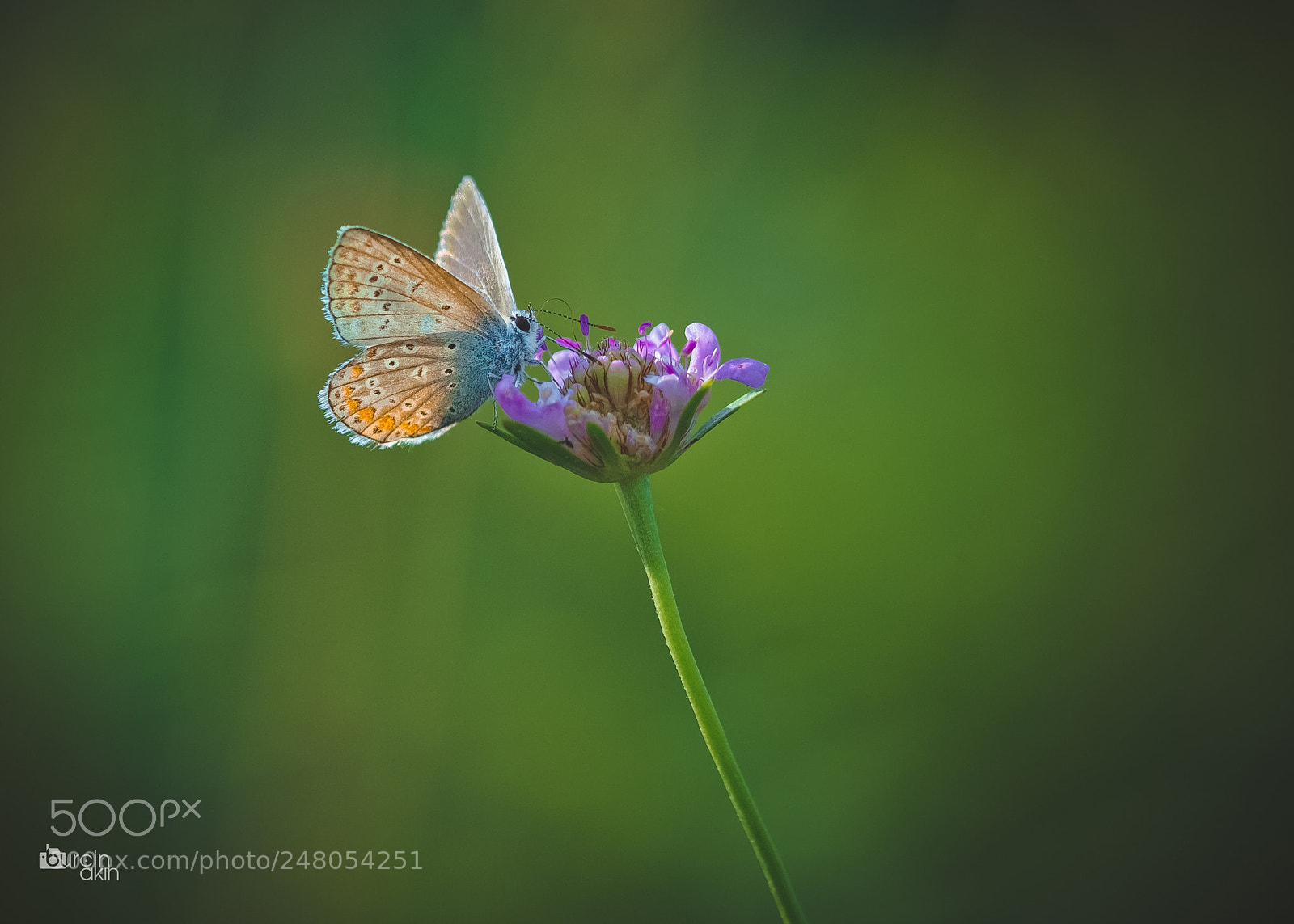 Nikon D5100 sample photo. Colors of butterfly photography