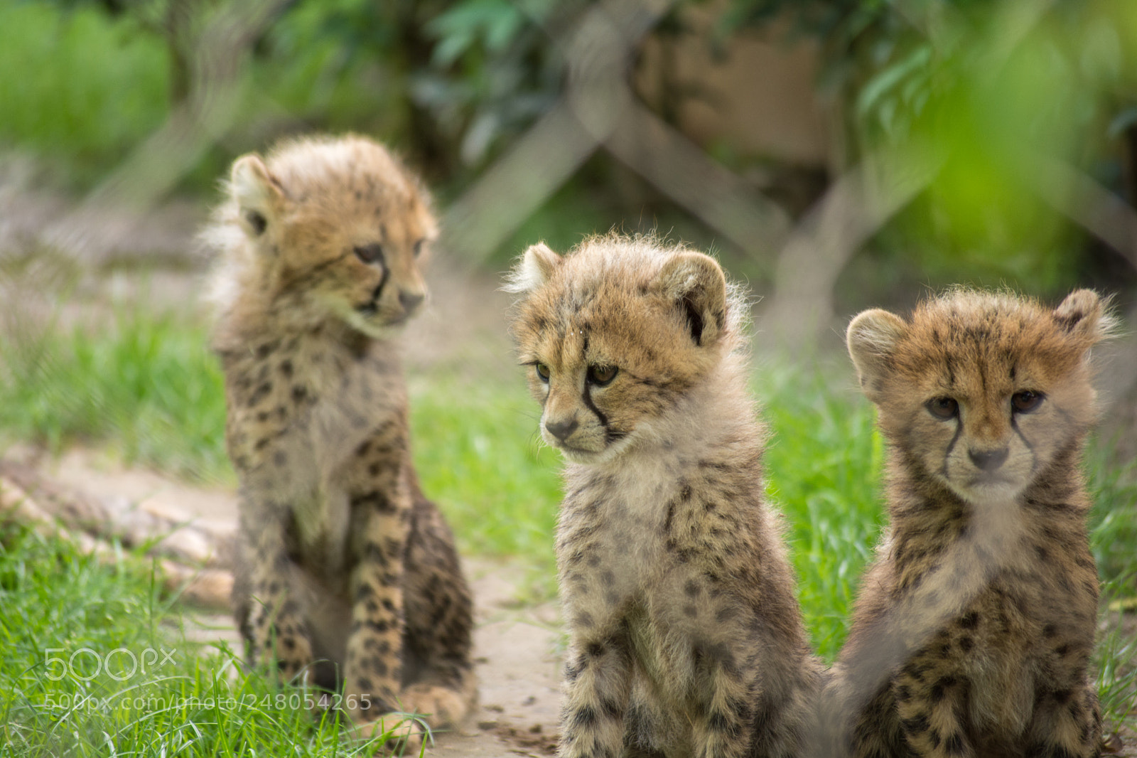 Nikon D5200 sample photo. Baby leopards photography