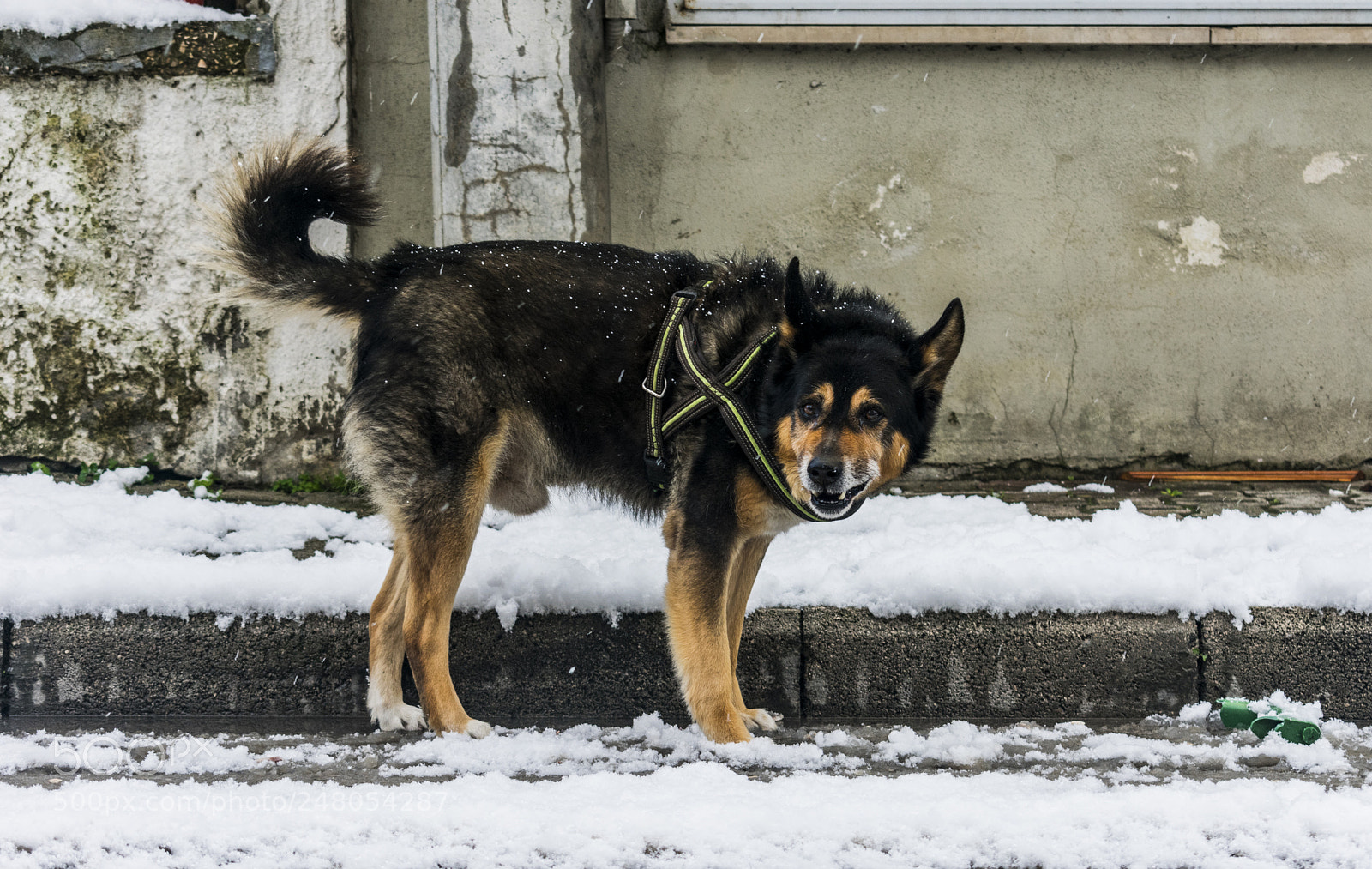 Nikon D3400 sample photo. Dog in snow photography