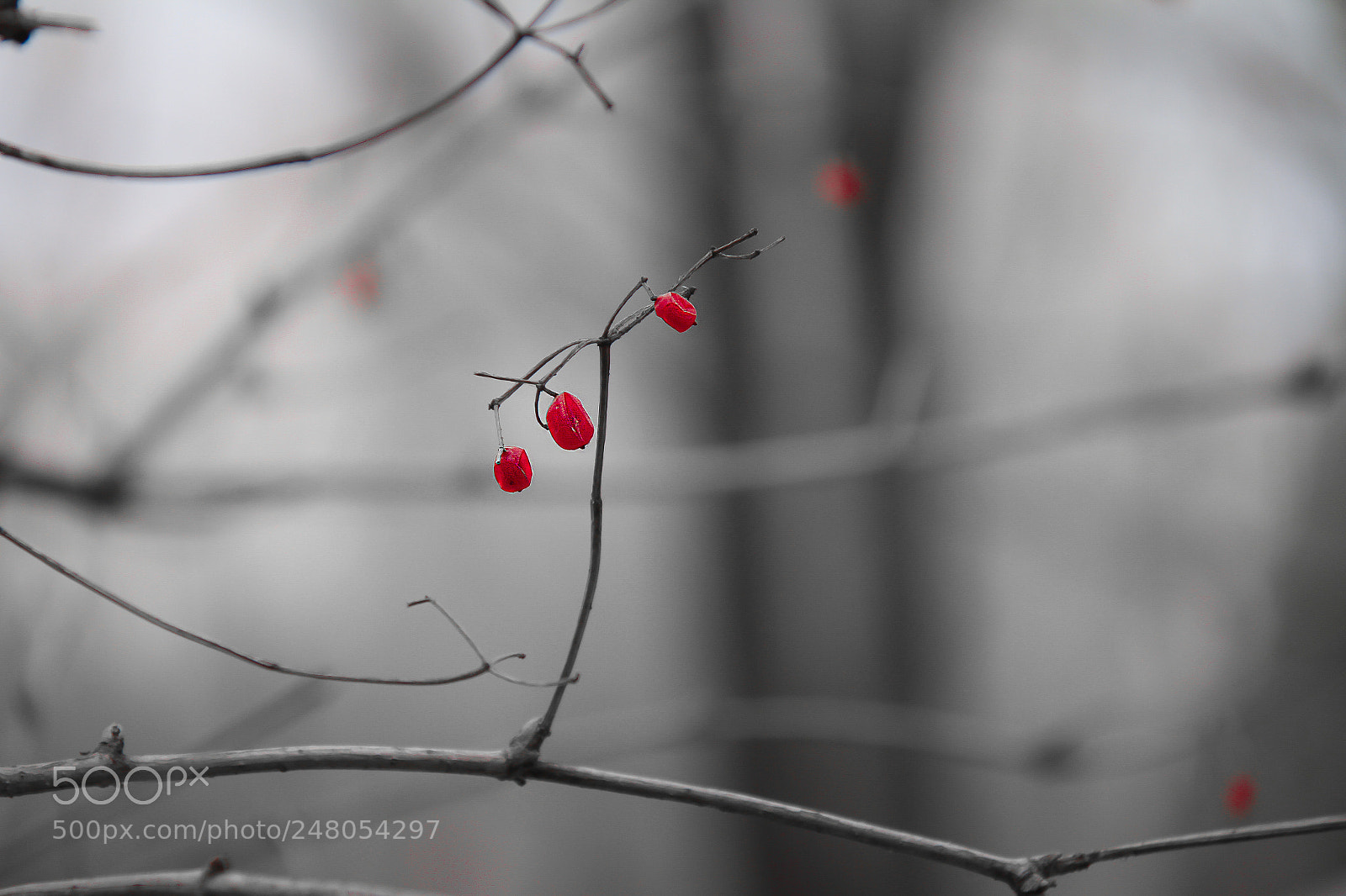 Canon EOS 7D sample photo. 红 photography